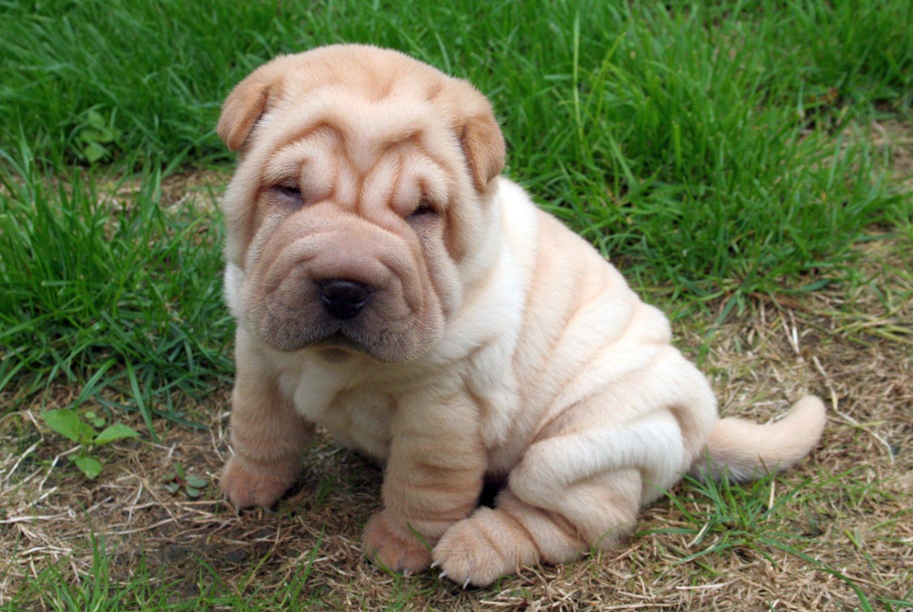 Tyler Bollman: Shar Pei High Quality Wallpaper