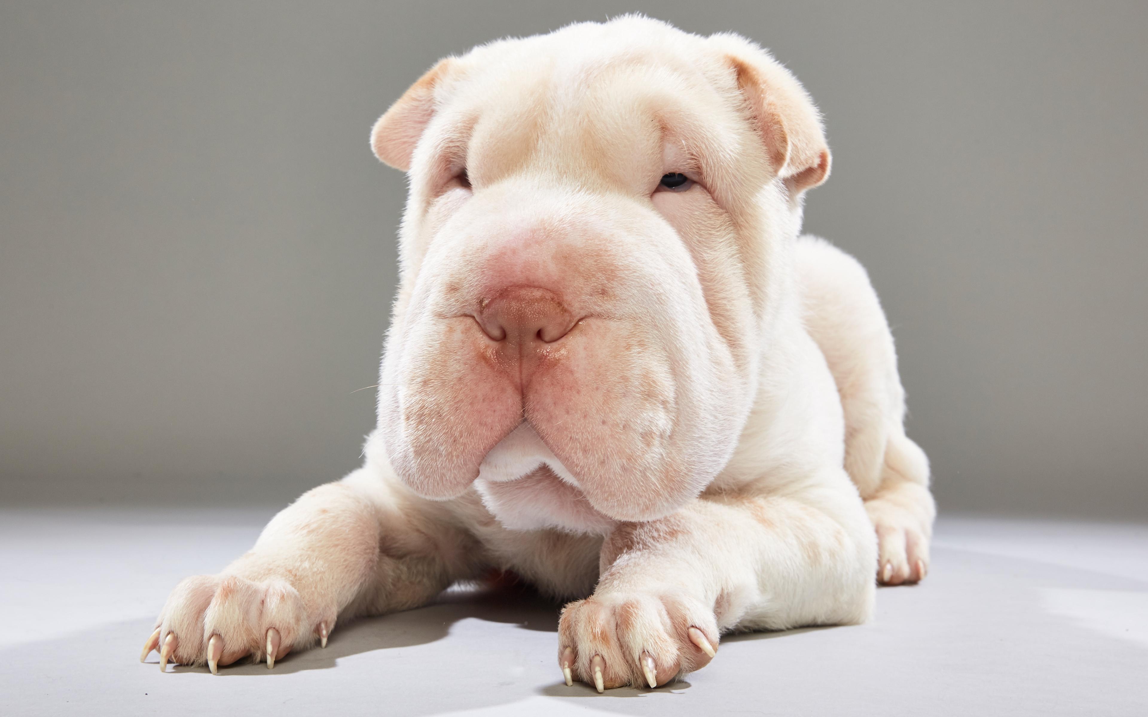 Download wallpaper shar pei, white puppy, small dog, puppies, cute