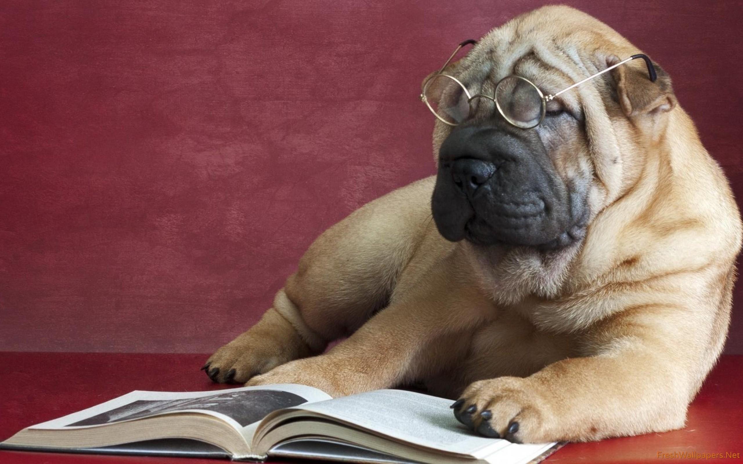 Shar Pei puppy wallpaper