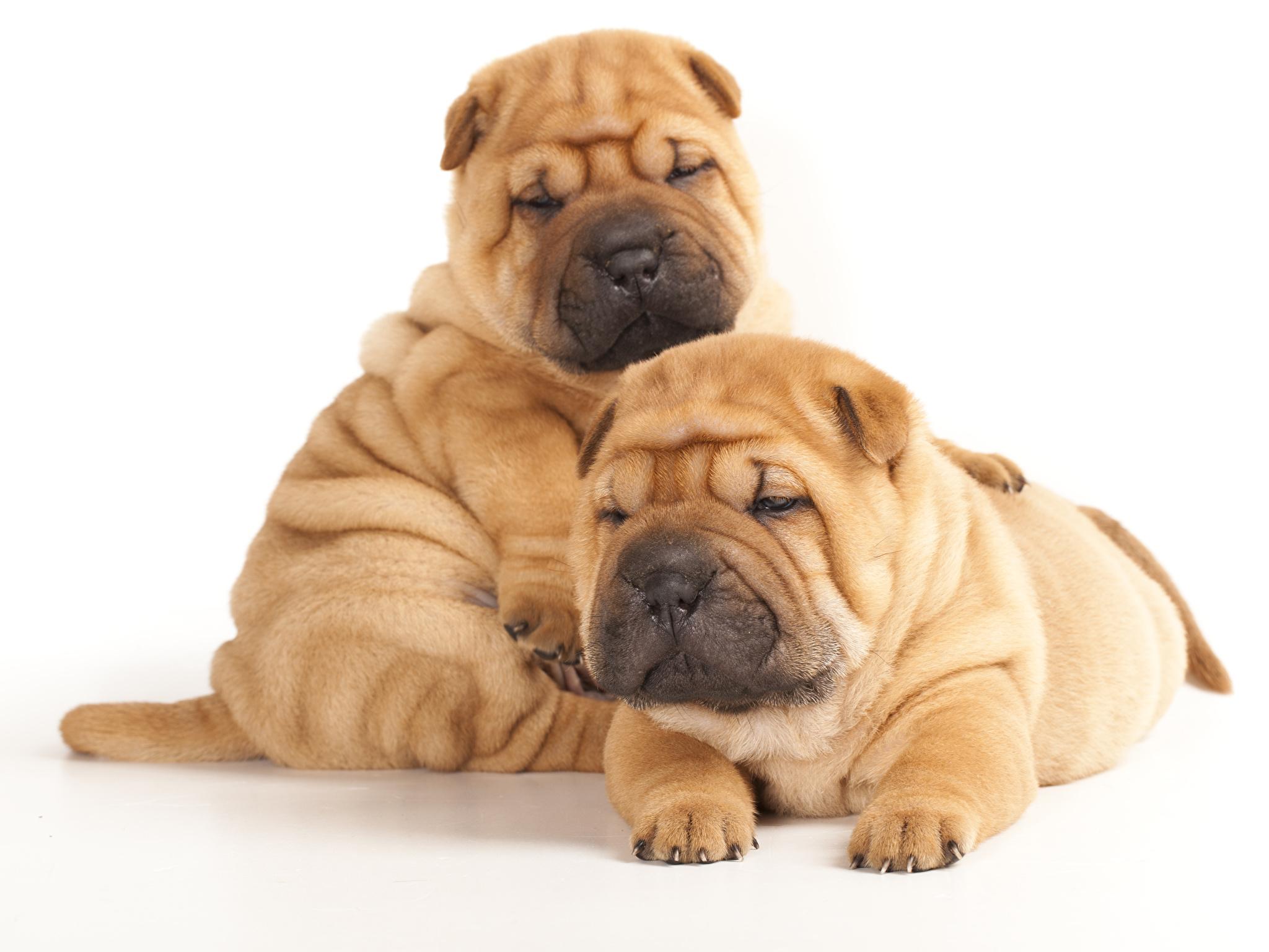 Shar Pei Wallpapers - Wallpaper Cave