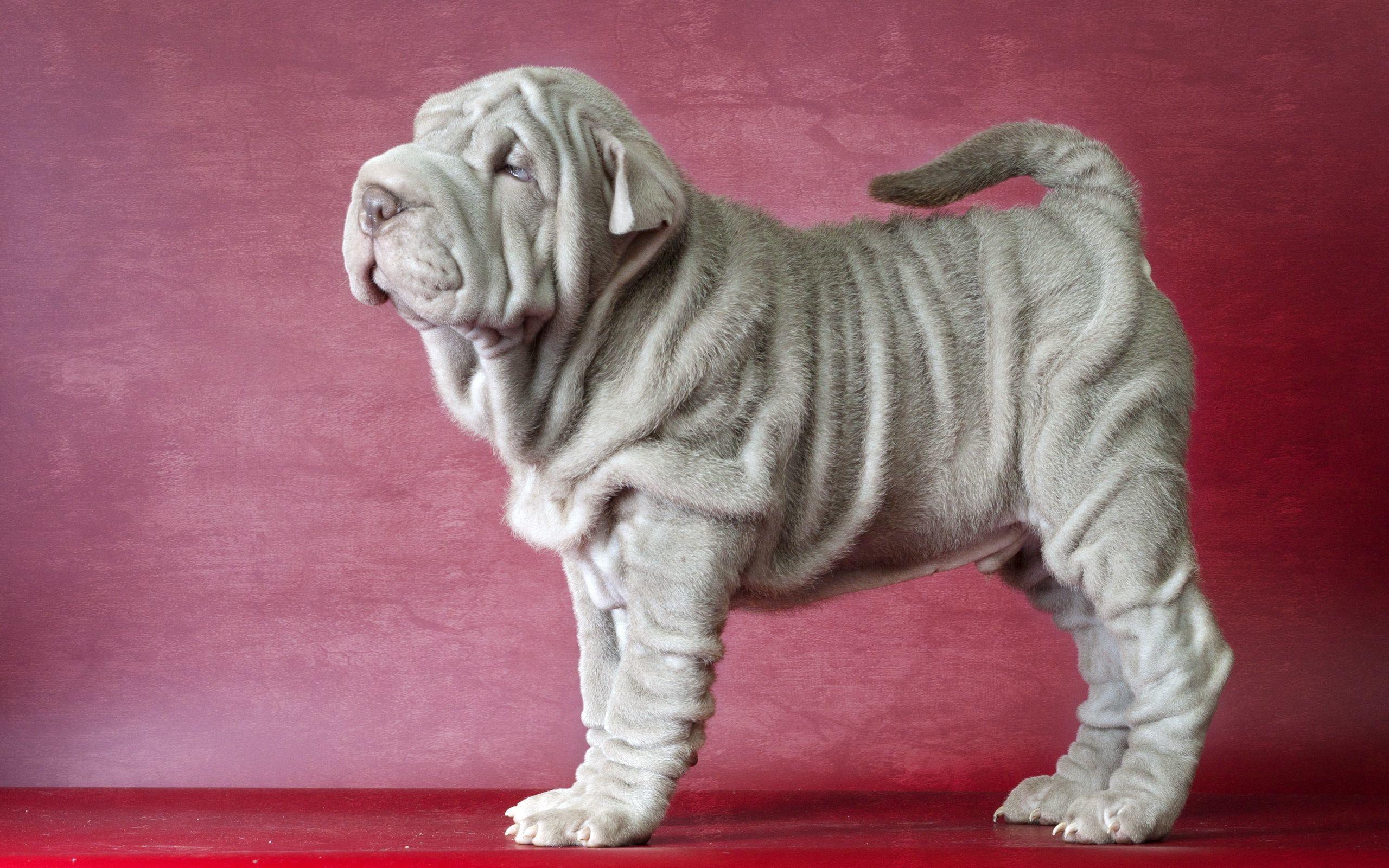 Shar Pei Puppies Wallpaper 12 X 1600