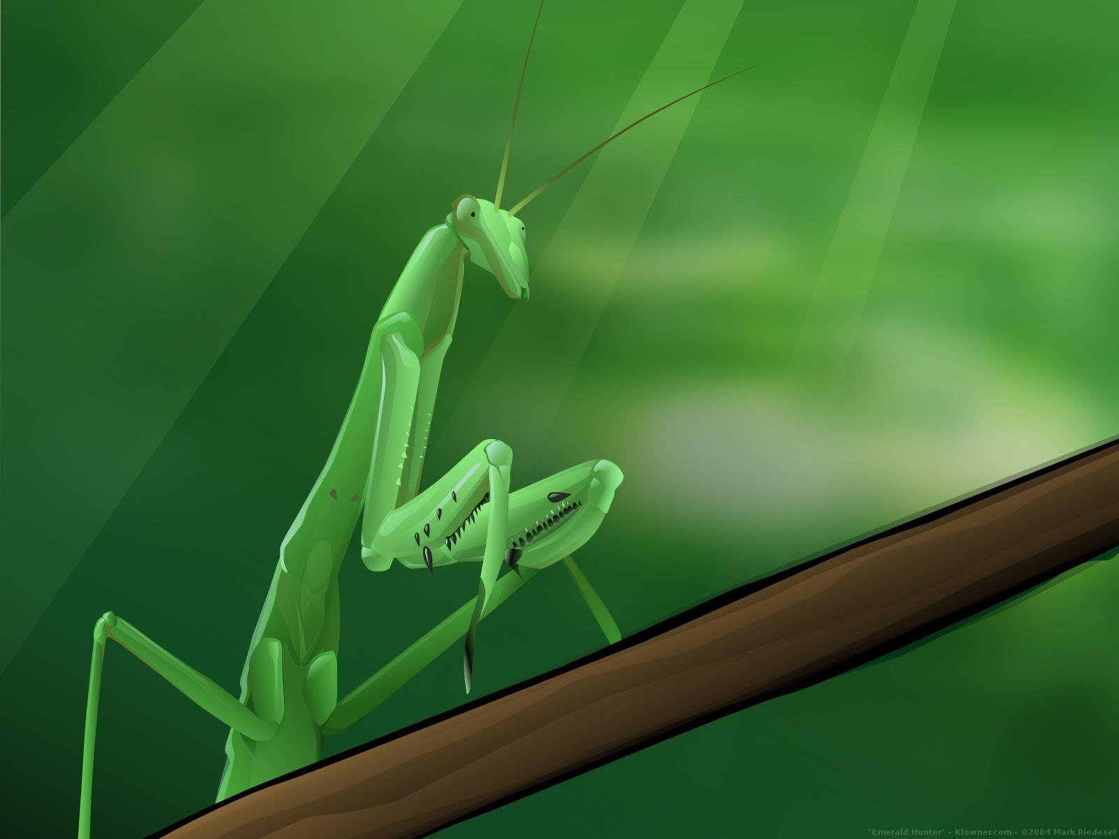 Emerald Hunter Wallpaper Abstract 3D Wallpaper in jpg format