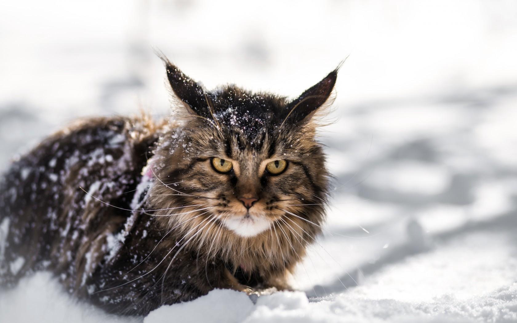 Download wallpaper 1680x1050 maine coon, cat, fluffy, snow HD background