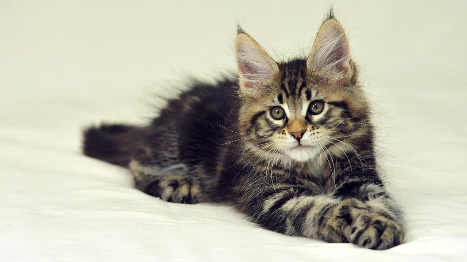 Maine Coon HD Wallpaper, Background Image