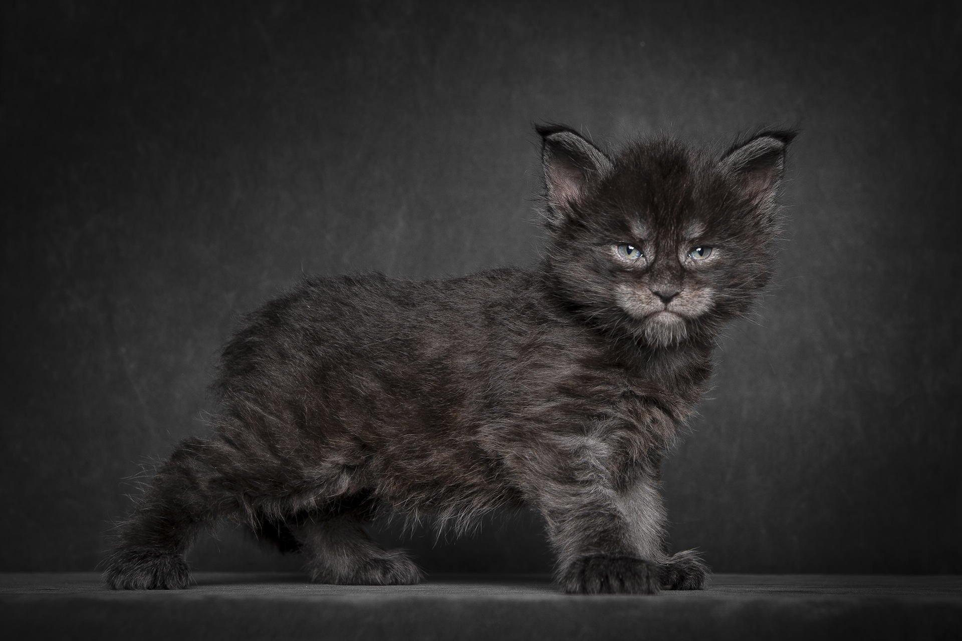 maine coon kitten cat black background HD wallpaper