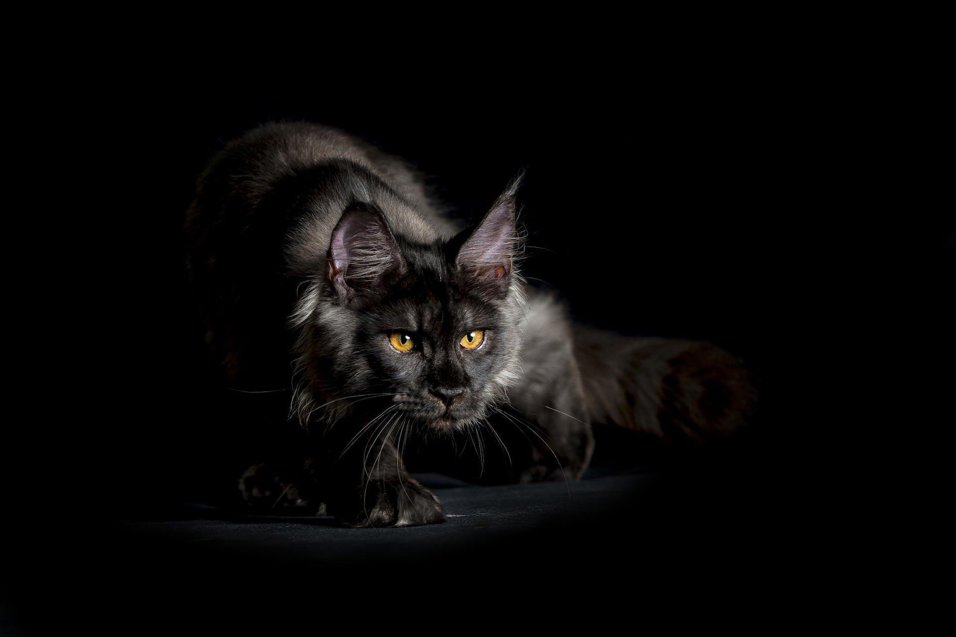 maine coon cat black shaggy view background HD wallpaper