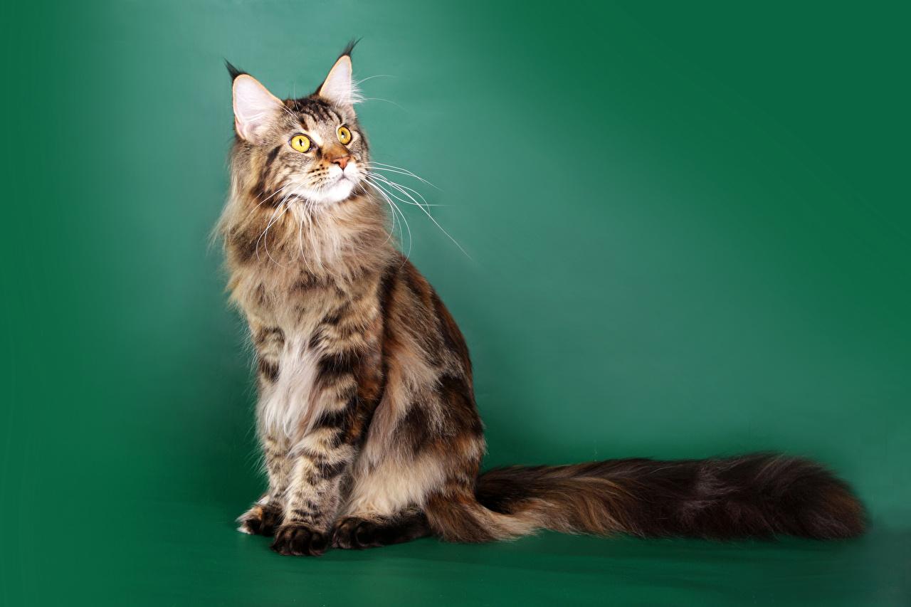 Wallpaper Cats Maine Coon Fluffy Animals Staring