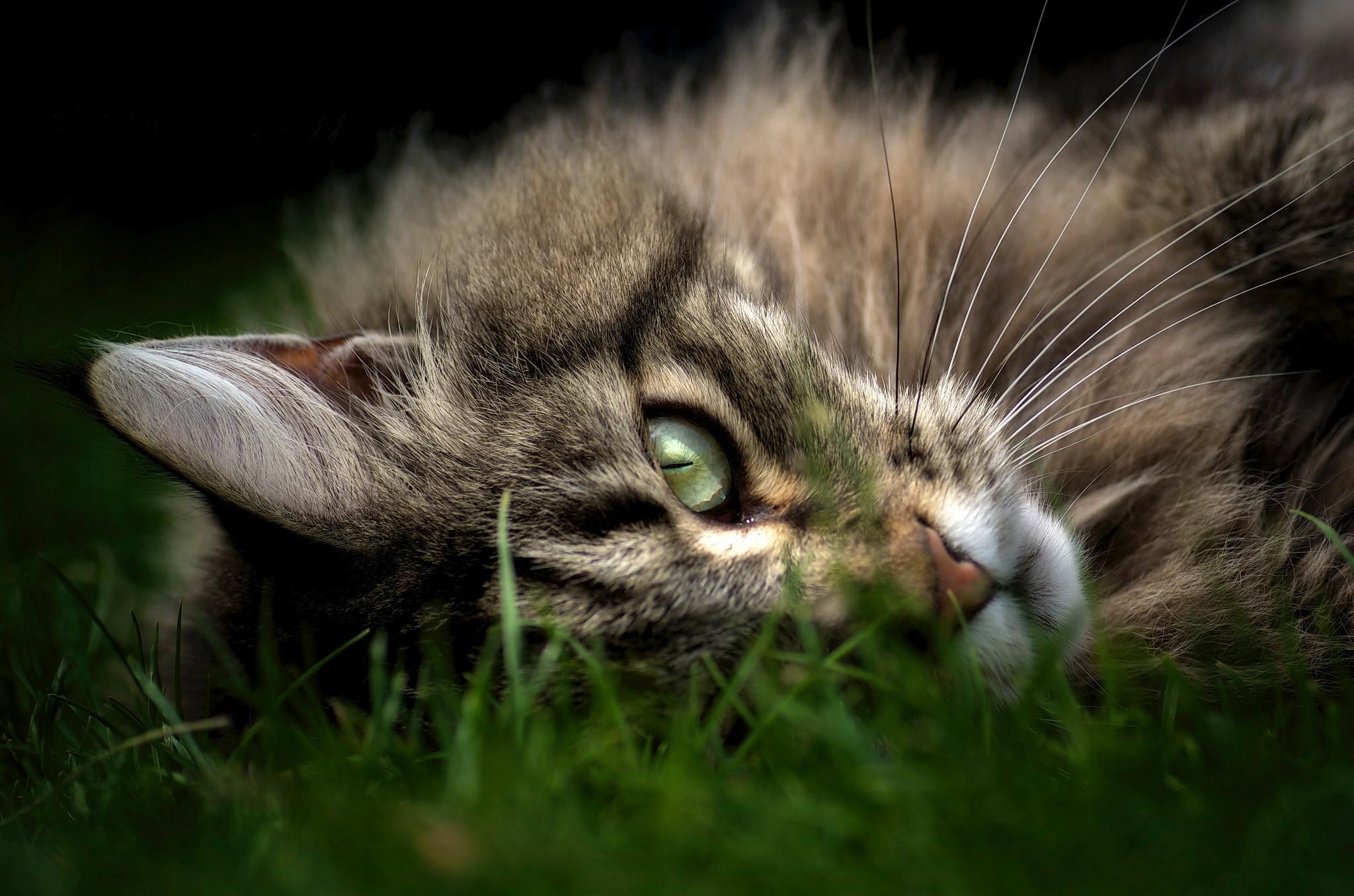 animals cat closeup maine coon grass wallpaper and background