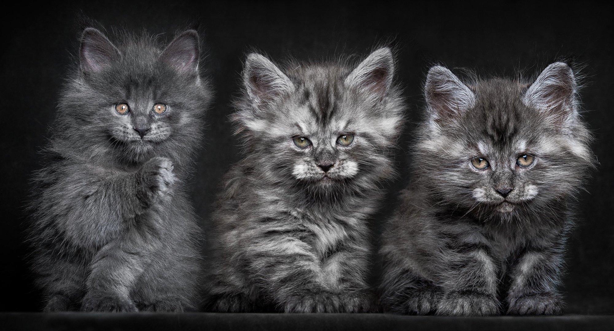 horses cats gray maine coon fluffy trinity HD wallpaper