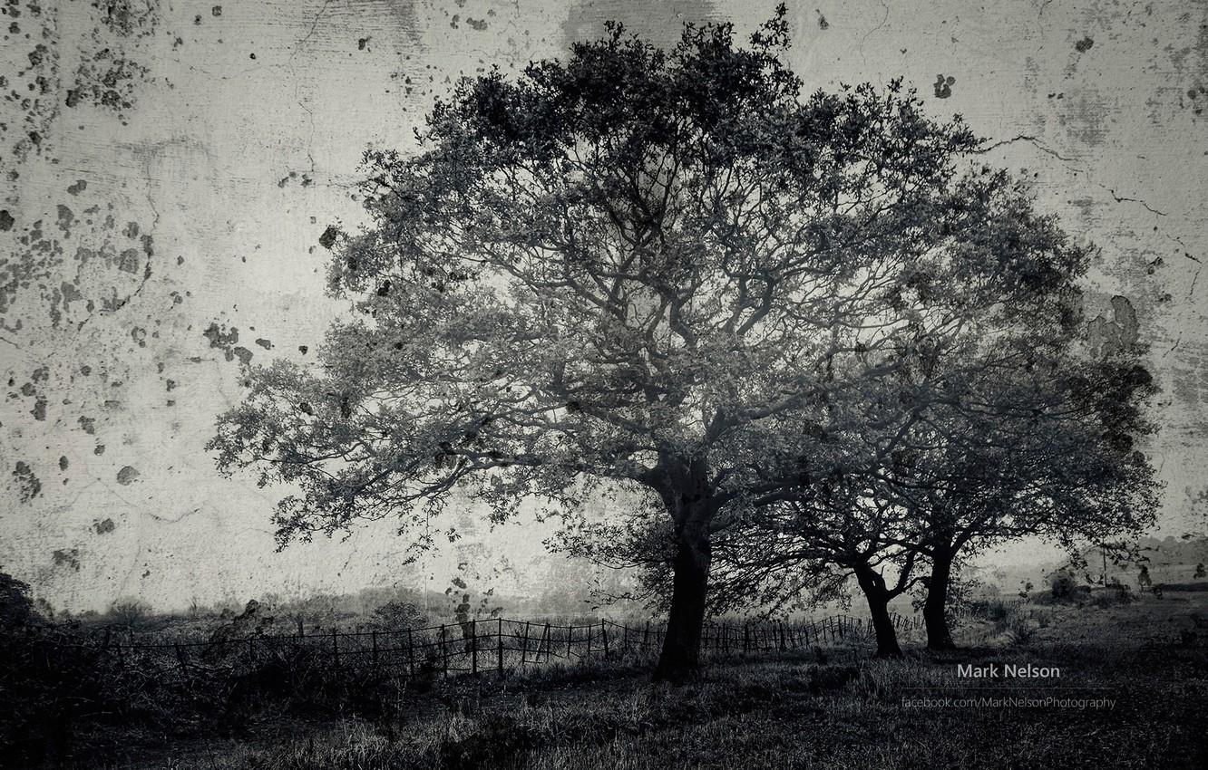 Wallpaper tree, photographer, magic b & W photo, Monochromatic, Mark