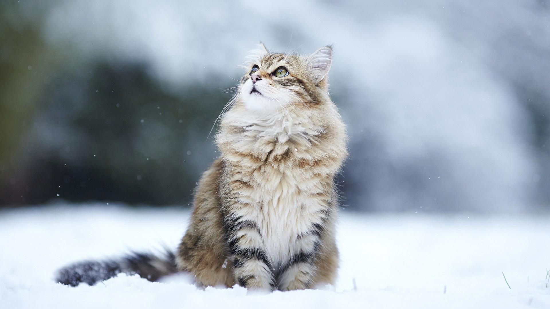 Maine Coon (Sitting, Snow, Fluffy) HD Cat Wallpaper