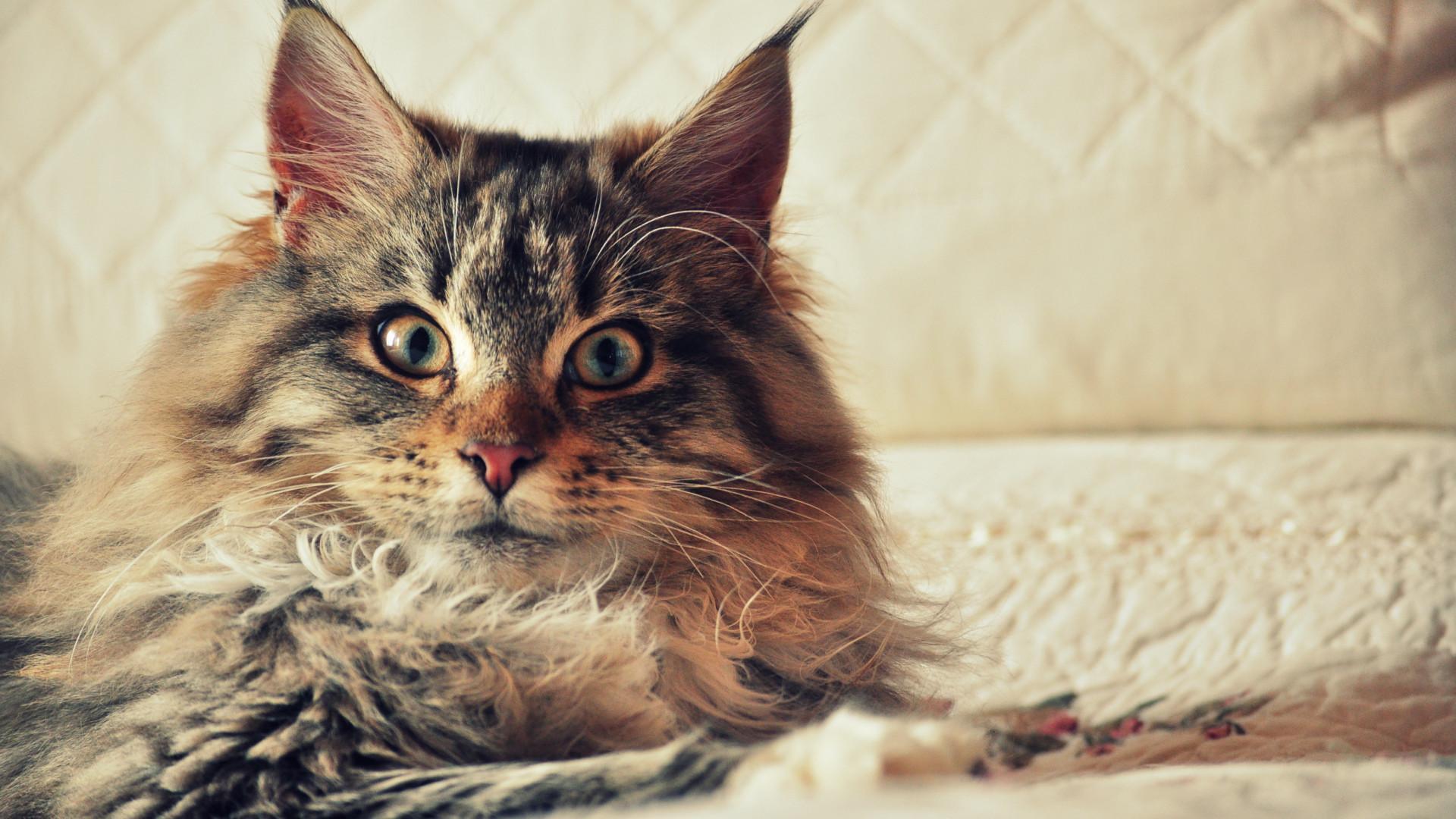 Maine Coon Wallpaper Group , Download for free