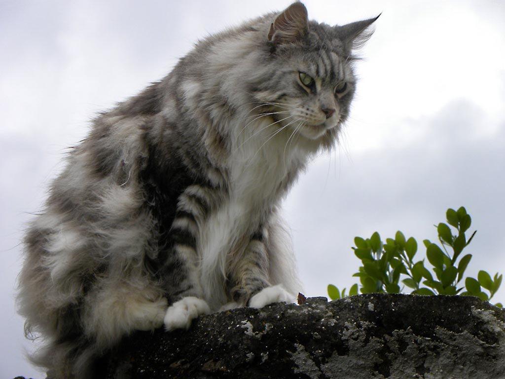 Maine Coon Wallpaper HD Download