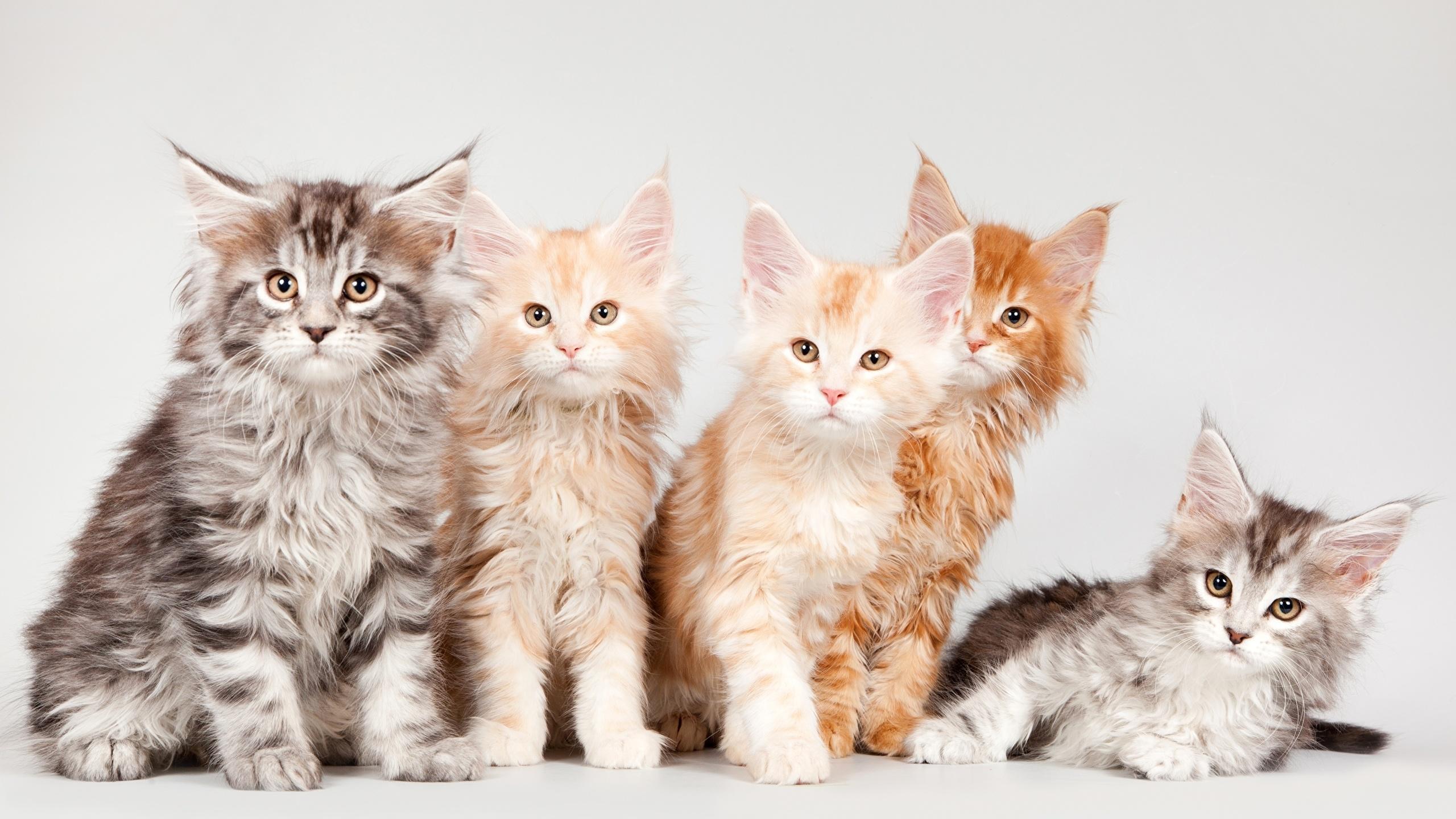 image Kittens Maine Coon Cats Fluffy Ginger color Animals 2560x1440
