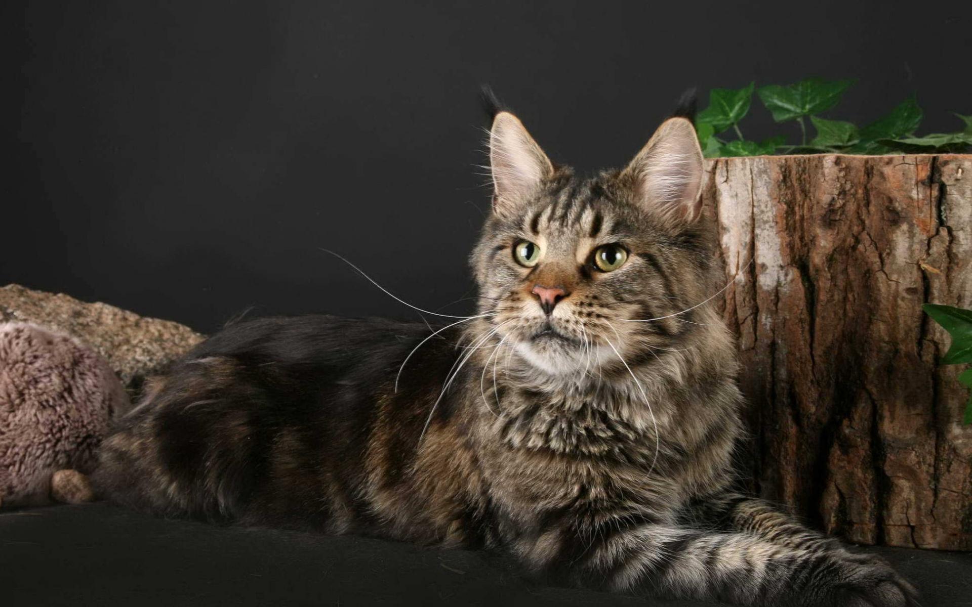 Maine Coon Wallpaper 8 X 1262