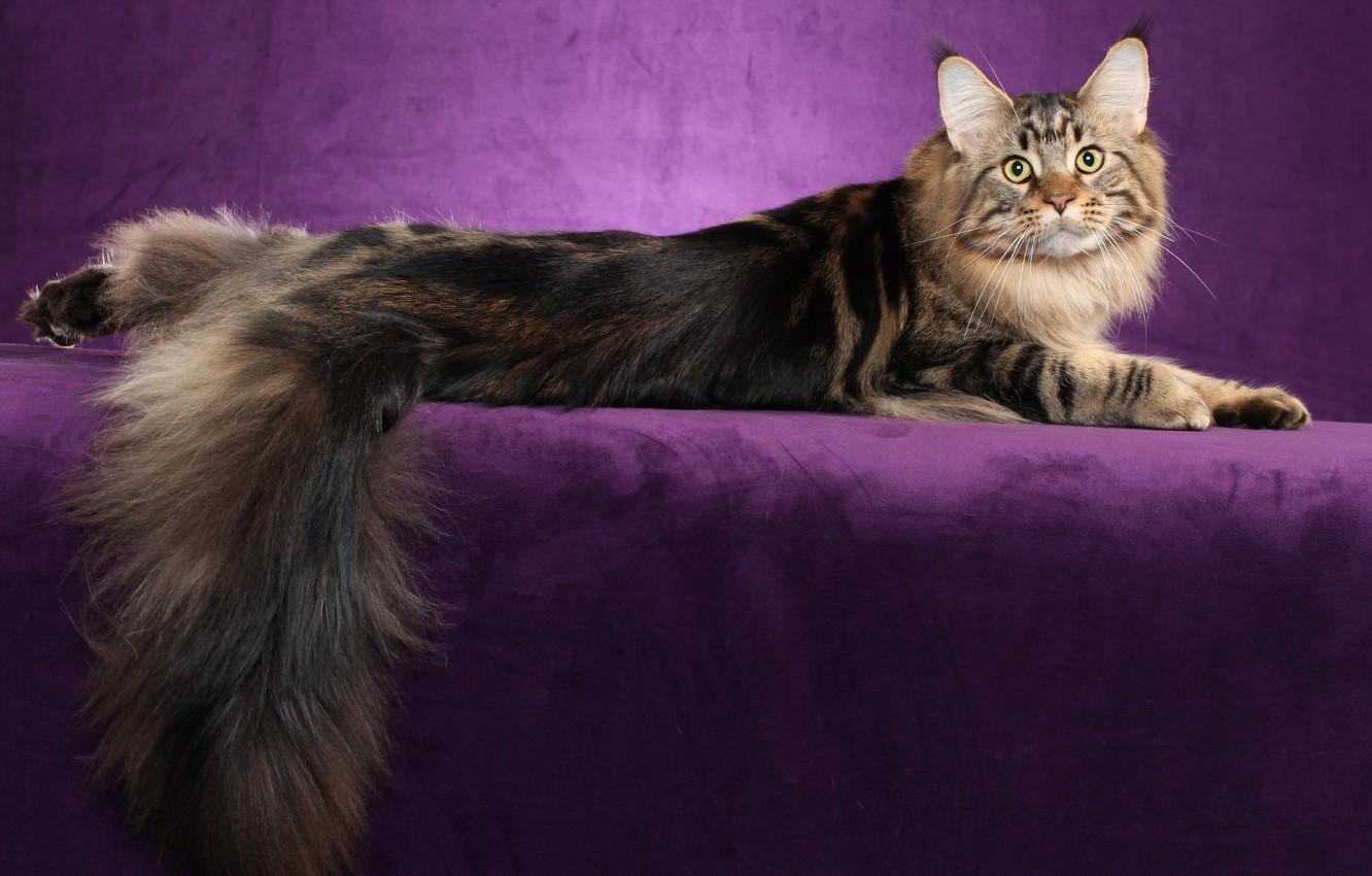 Wallpaper cat, cat, background, widescreen, Wallpaper, lies