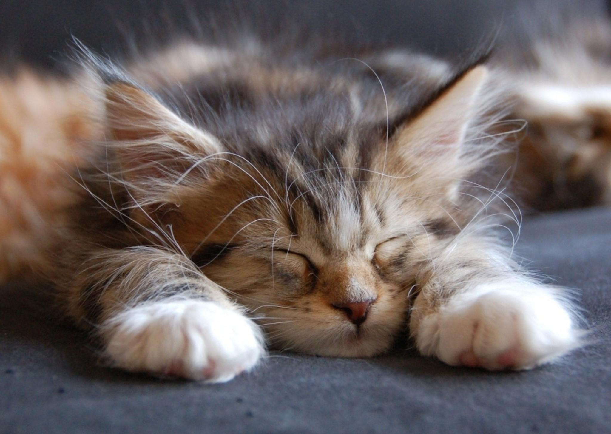 Cute Maine Coon Kitten Sleeping Wallpaper HD