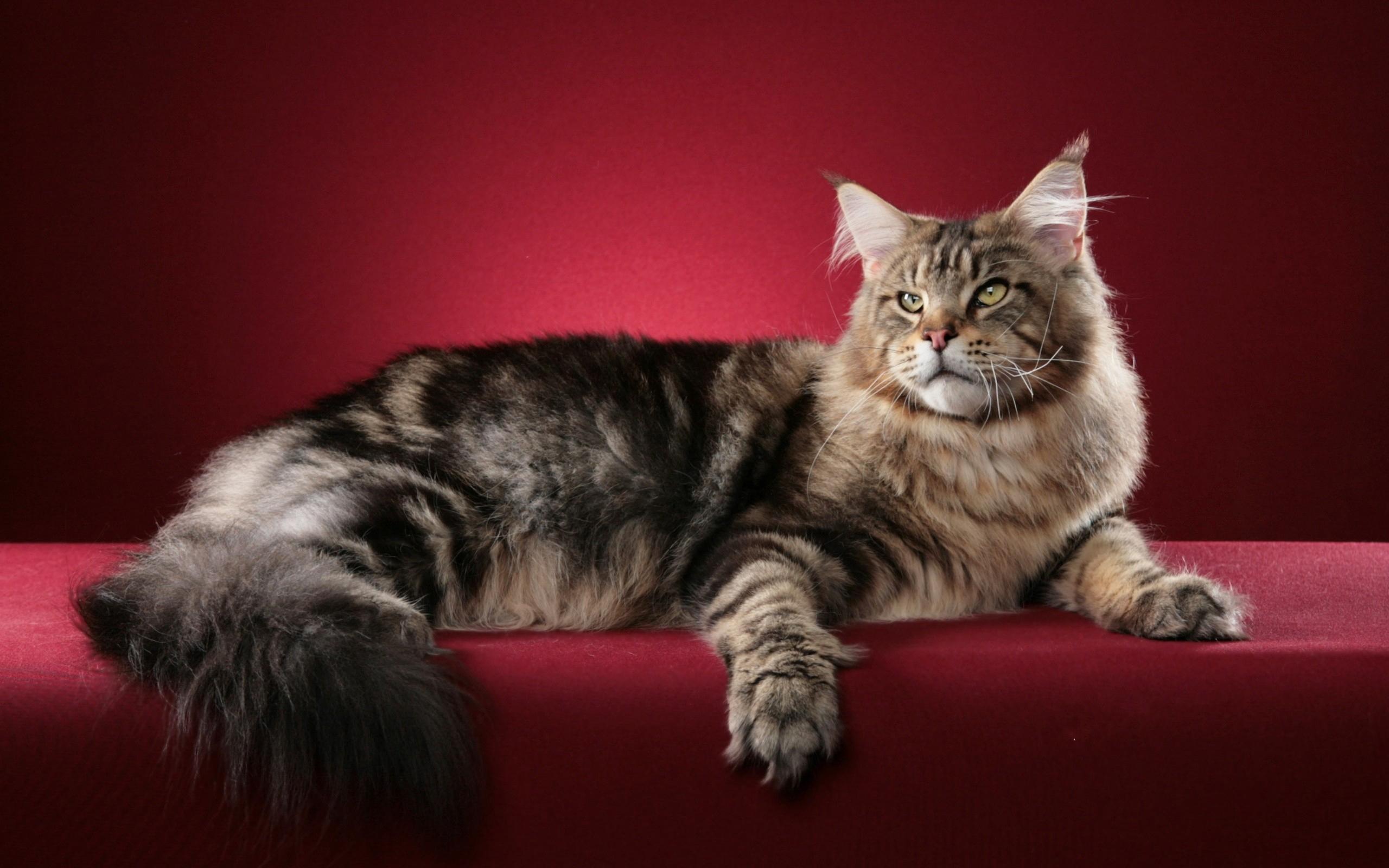 Cat Maine Coon Fluffy , Image, HD Wallpaper, HD