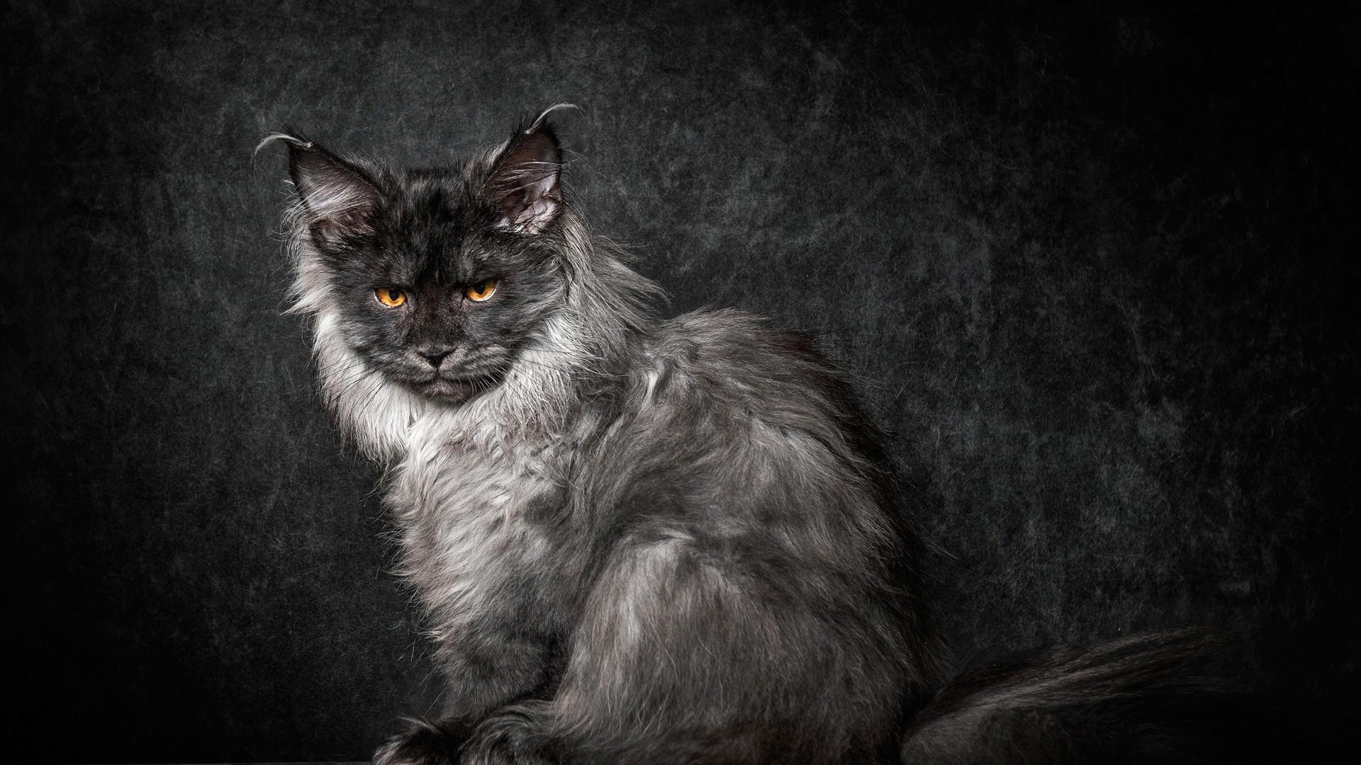 cat maine coon Wallpaper HD / Desktop and Mobile Background
