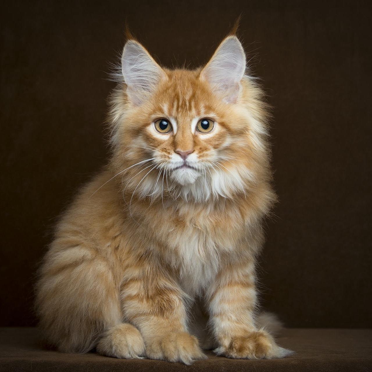 Download wallpaper 1280x1280 maine coon, kitten, fluffy, view ipad