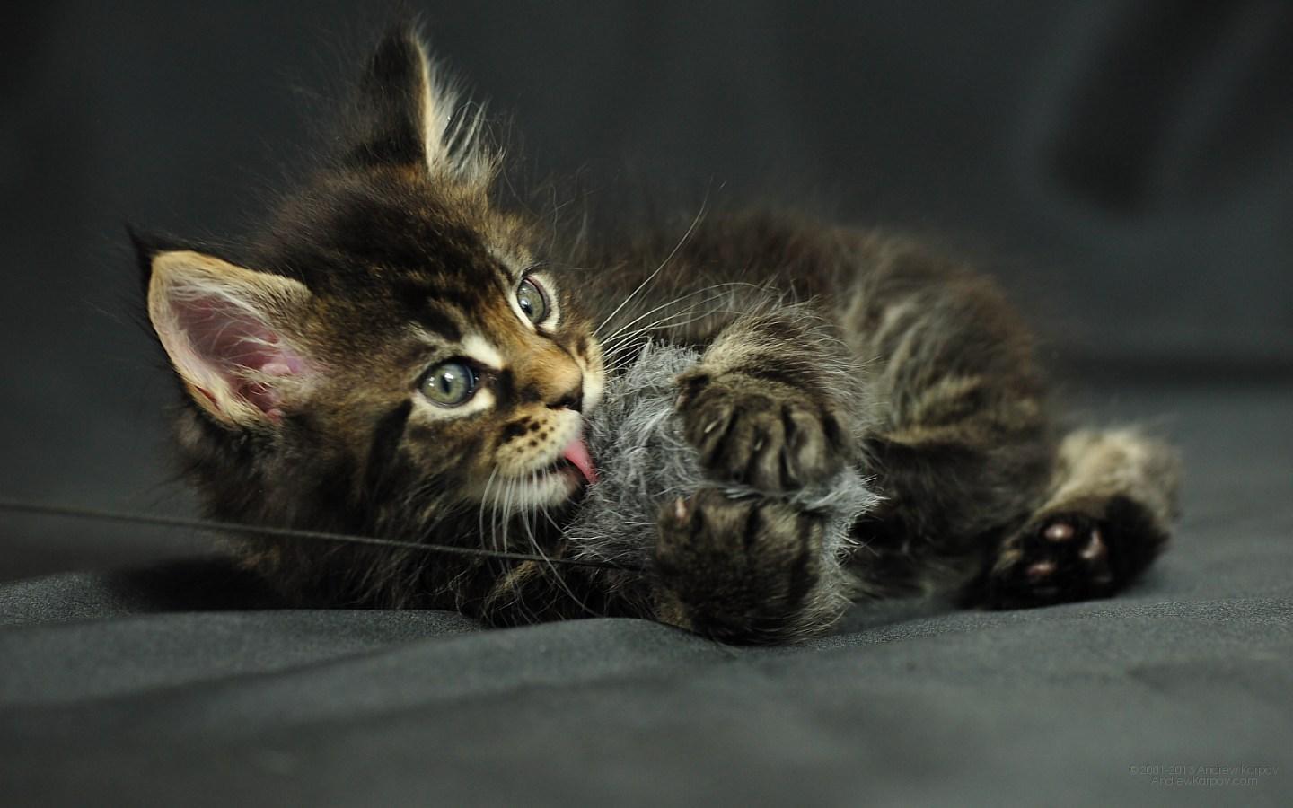 Maine Coon Wallpaper HD Download 1440x900 (102.6 KB)