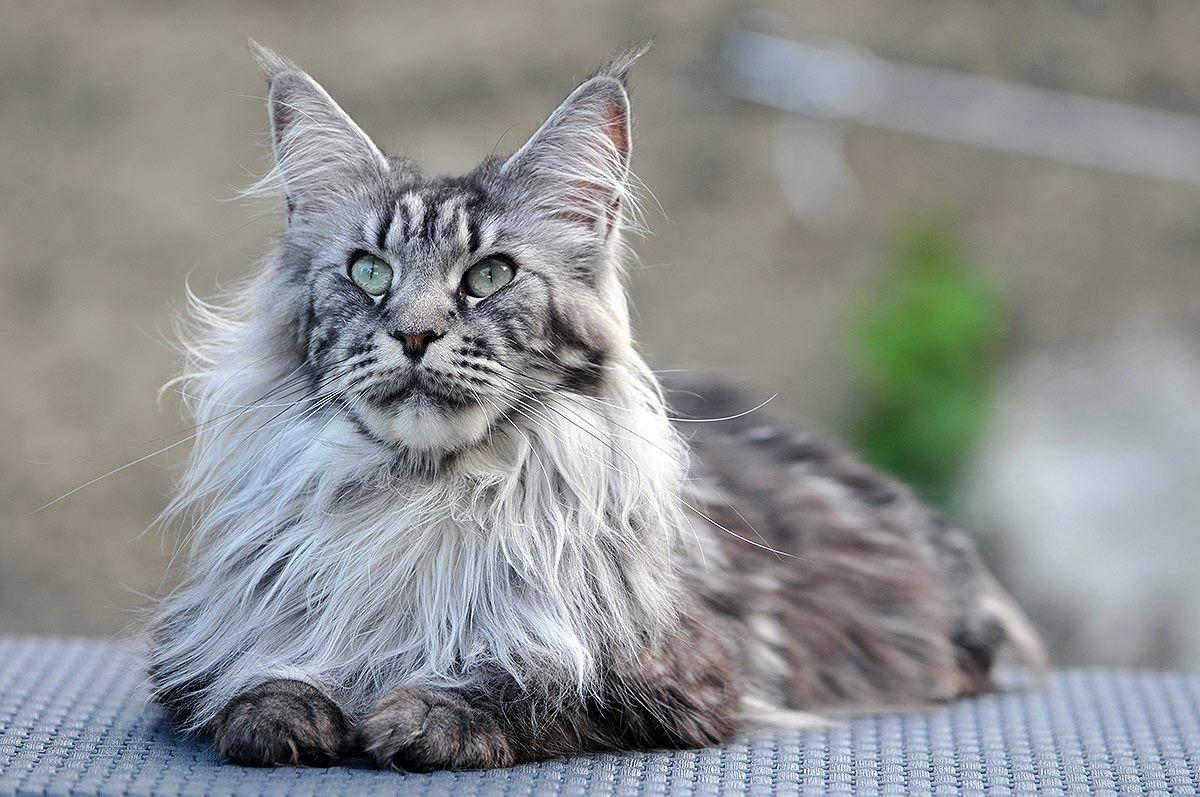 Cat Maine Coon HD Wallpaper Maine Coon Usa Cats. The Cat Gallery