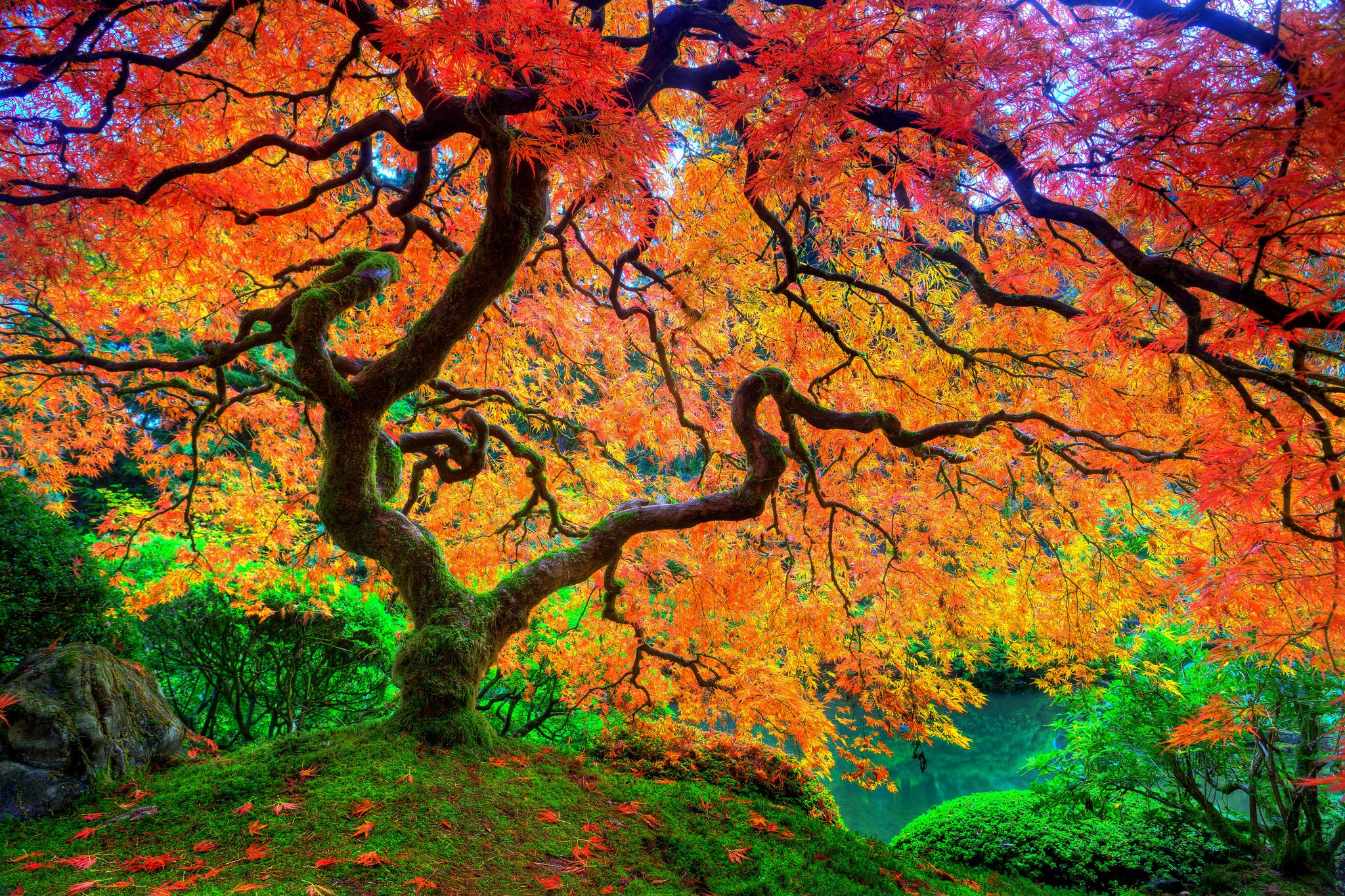 Maple leaf tree Japanese autumn season natural beauty HD uhd ultrahd 4k wallpaper wallpaperx1365
