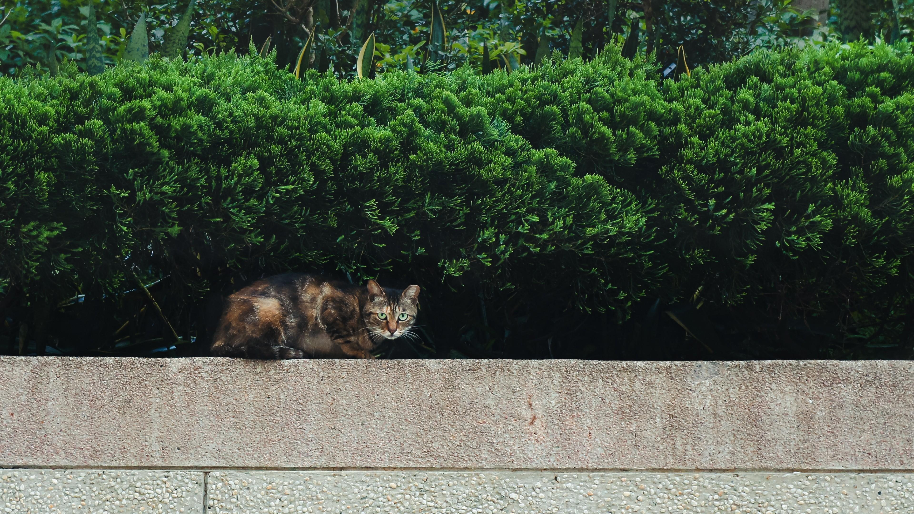 Download 3840x2160 Cat, Foliage, Environment, Trees, Leaves