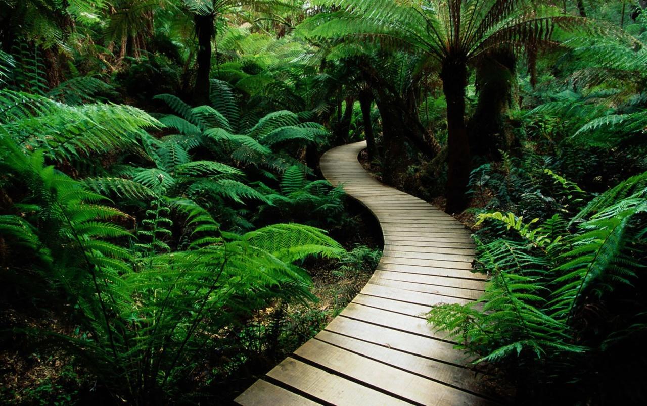 Lush vegetation path wallpaper. Lush vegetation path