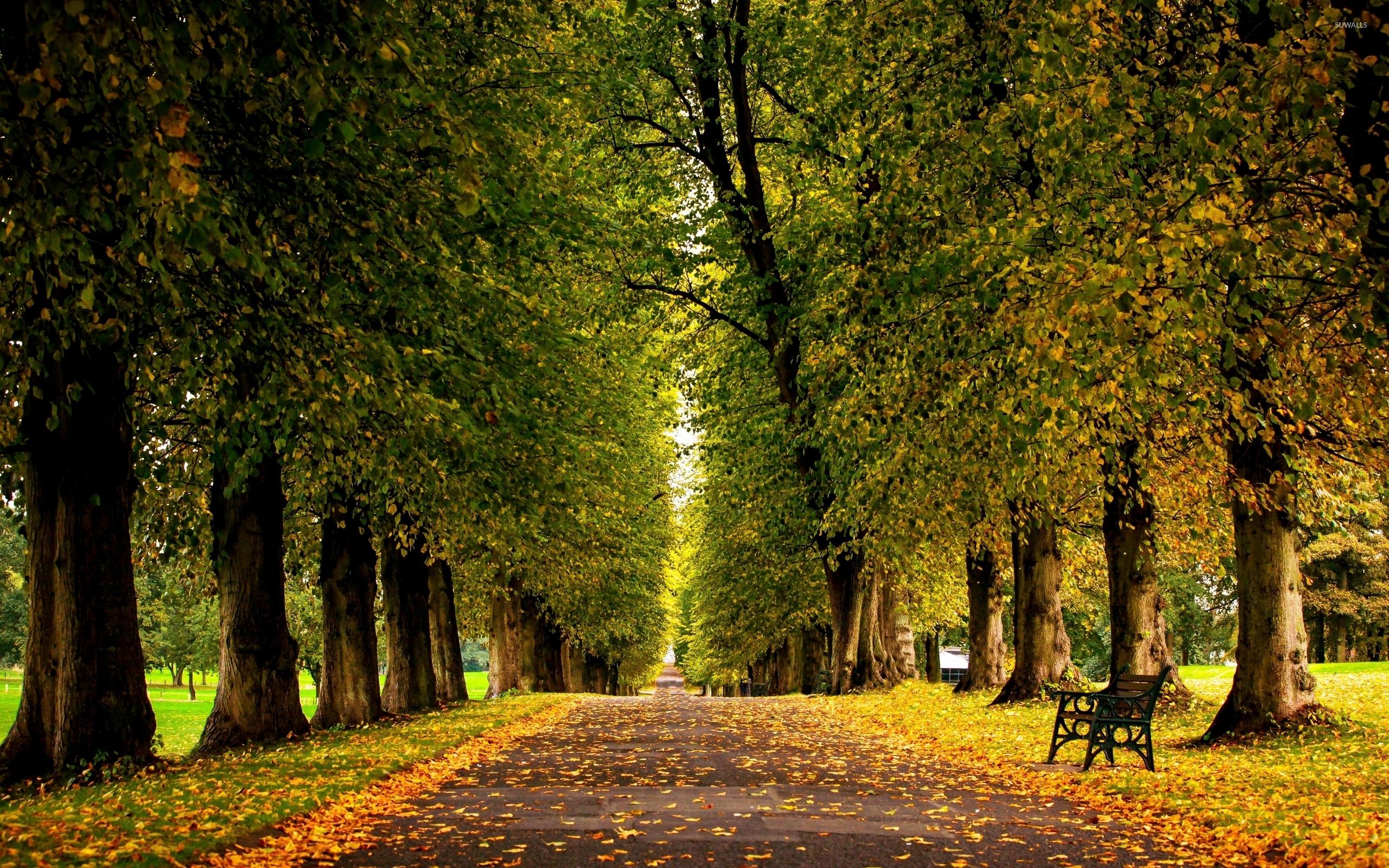 Autumn leaves on the park path wallpaper wallpaper