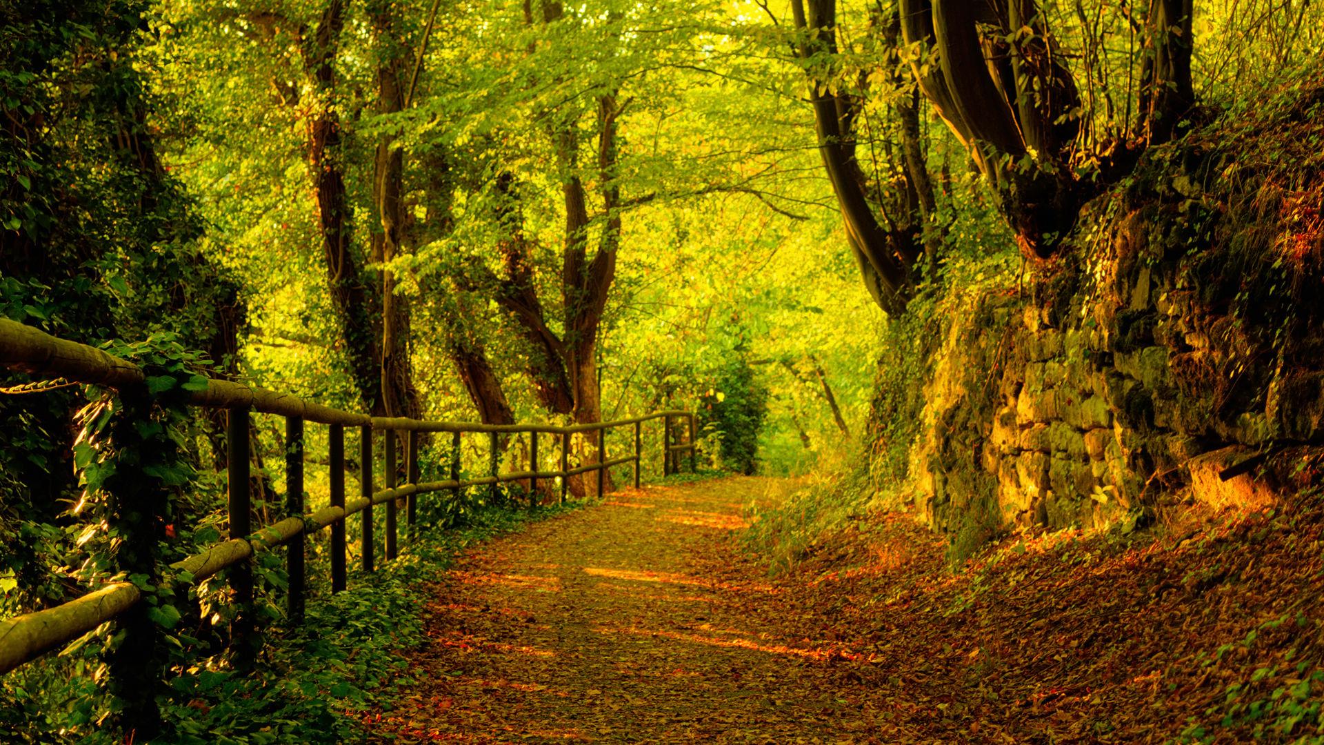 Trees, Autumn, Season, Forest, Path, High, Resolution, Wallpaper