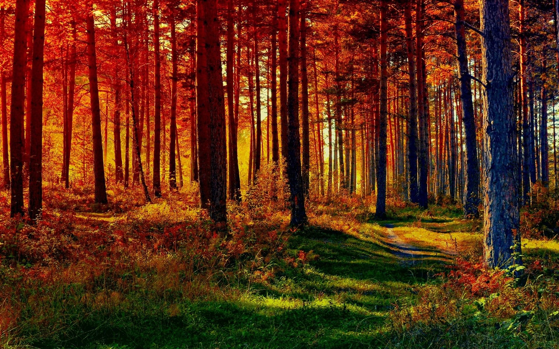 Forest Path Hd Wallpaper 8
