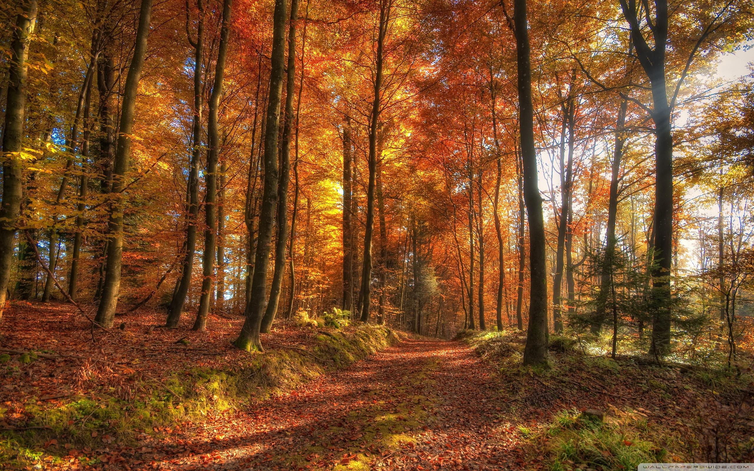 Autumn Forest Path Wallpaper 4 X 1600