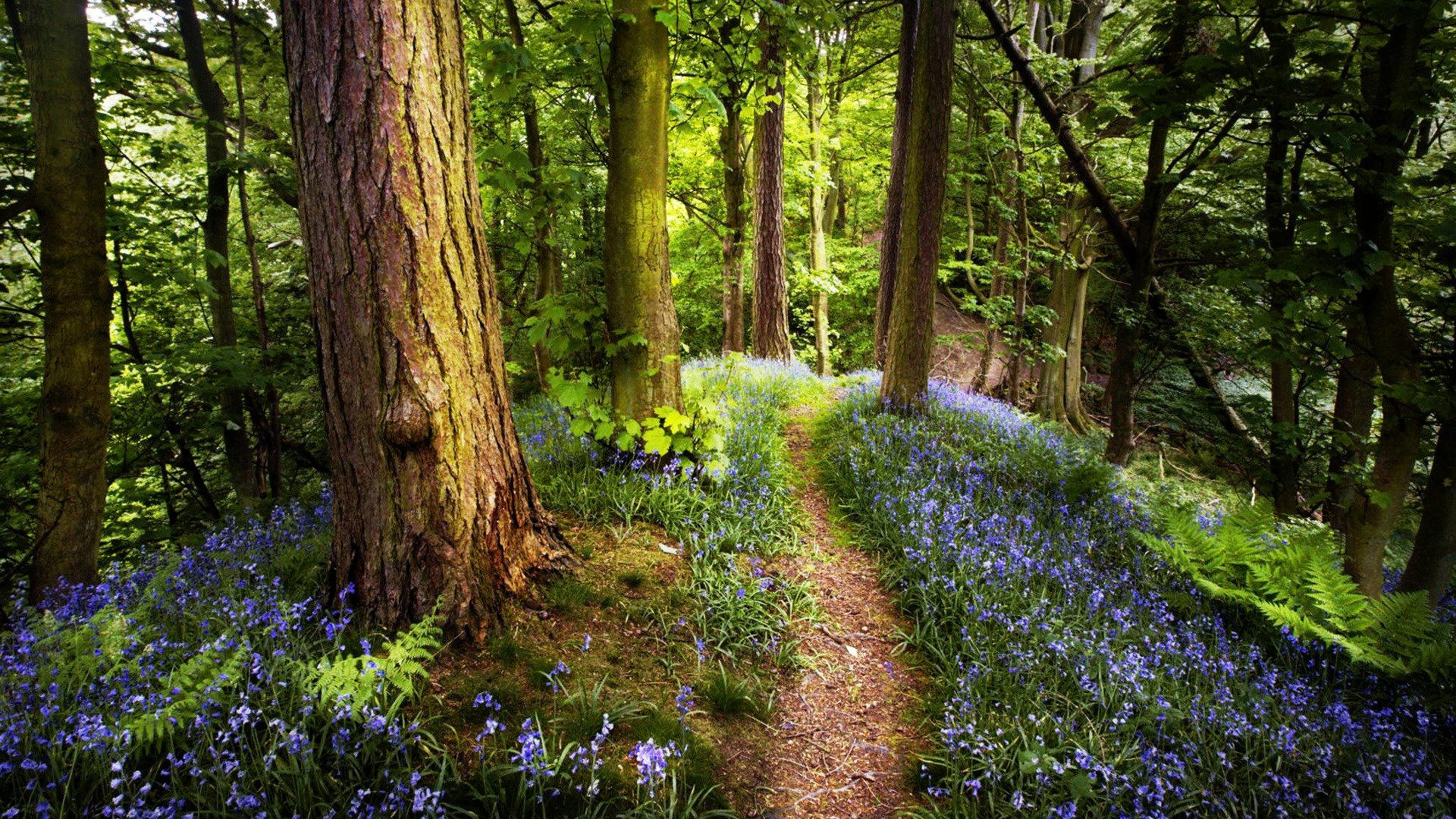 Forest Path Wallpaper 32564. Best Free Desktop HD Wallpaper