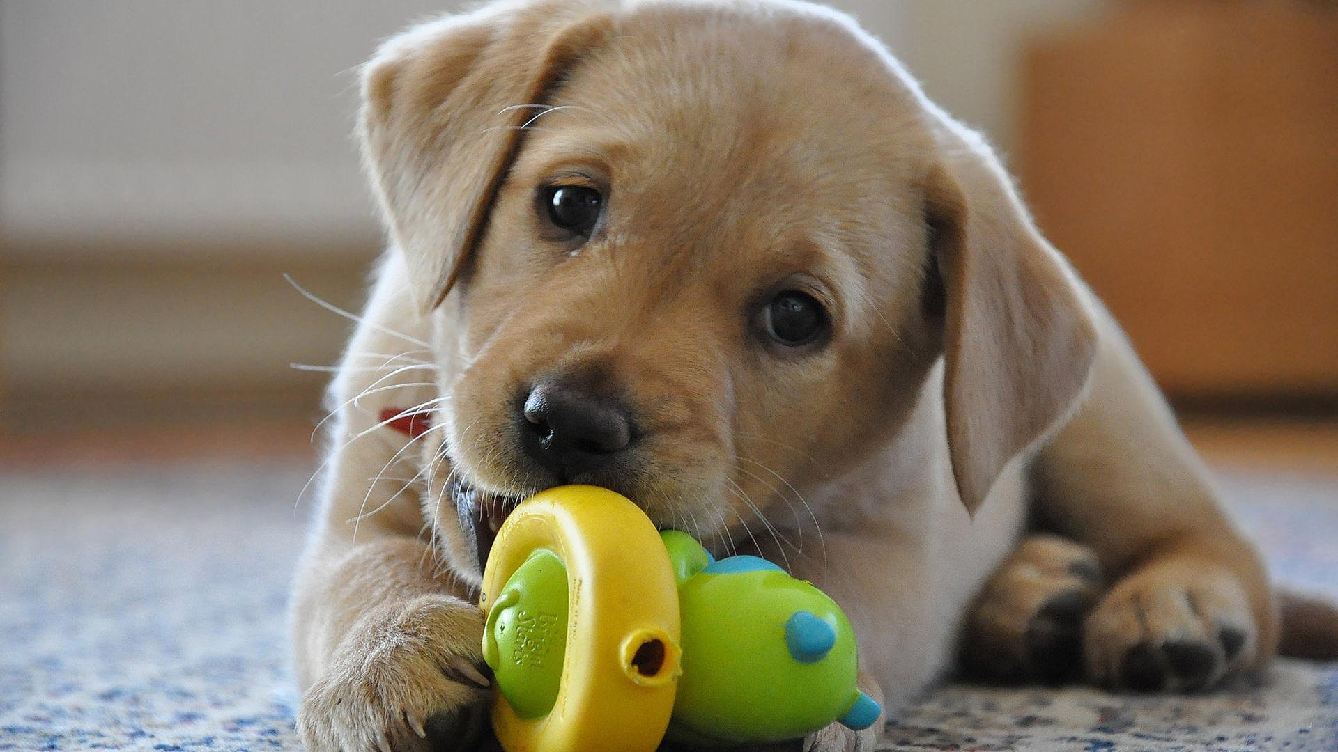 Labrador Retriever Wallpaper 11 X 1080