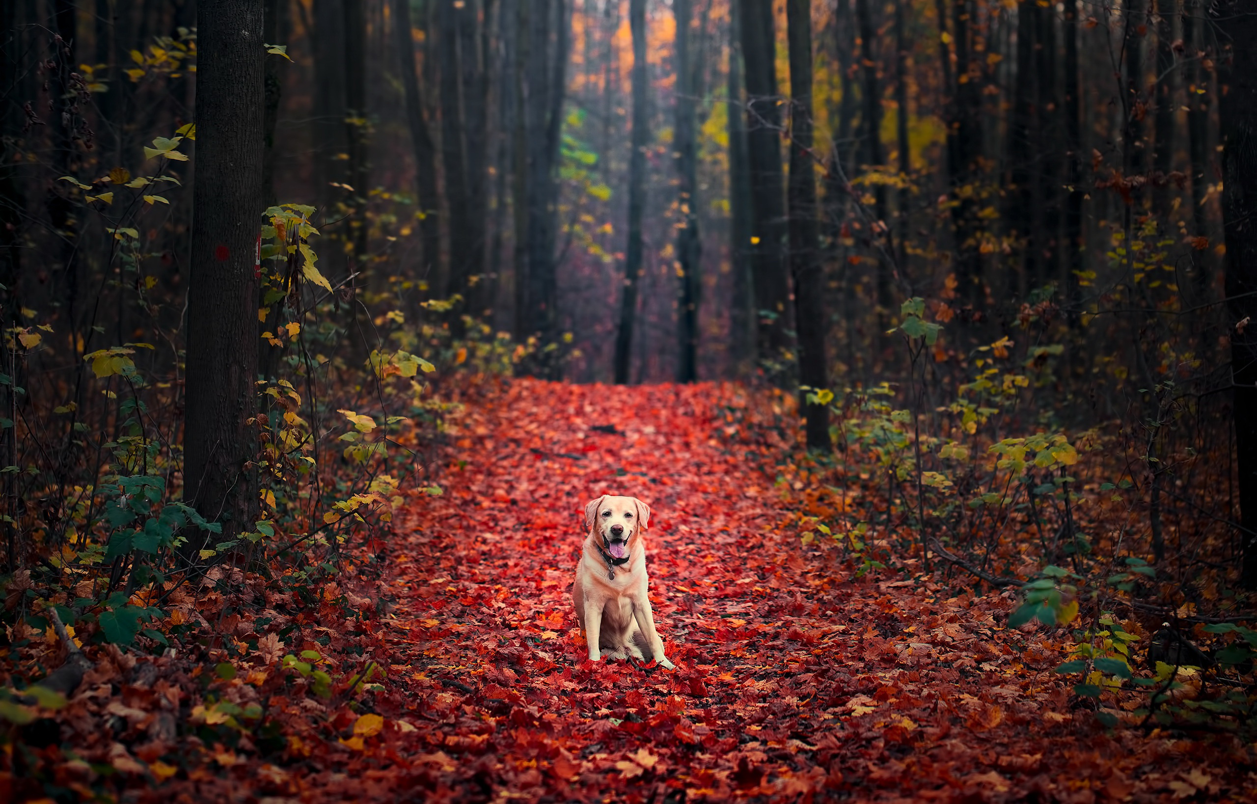 Wallpaper Labrador Retriever, Autumn, Foliage, Forest, HD, Animals