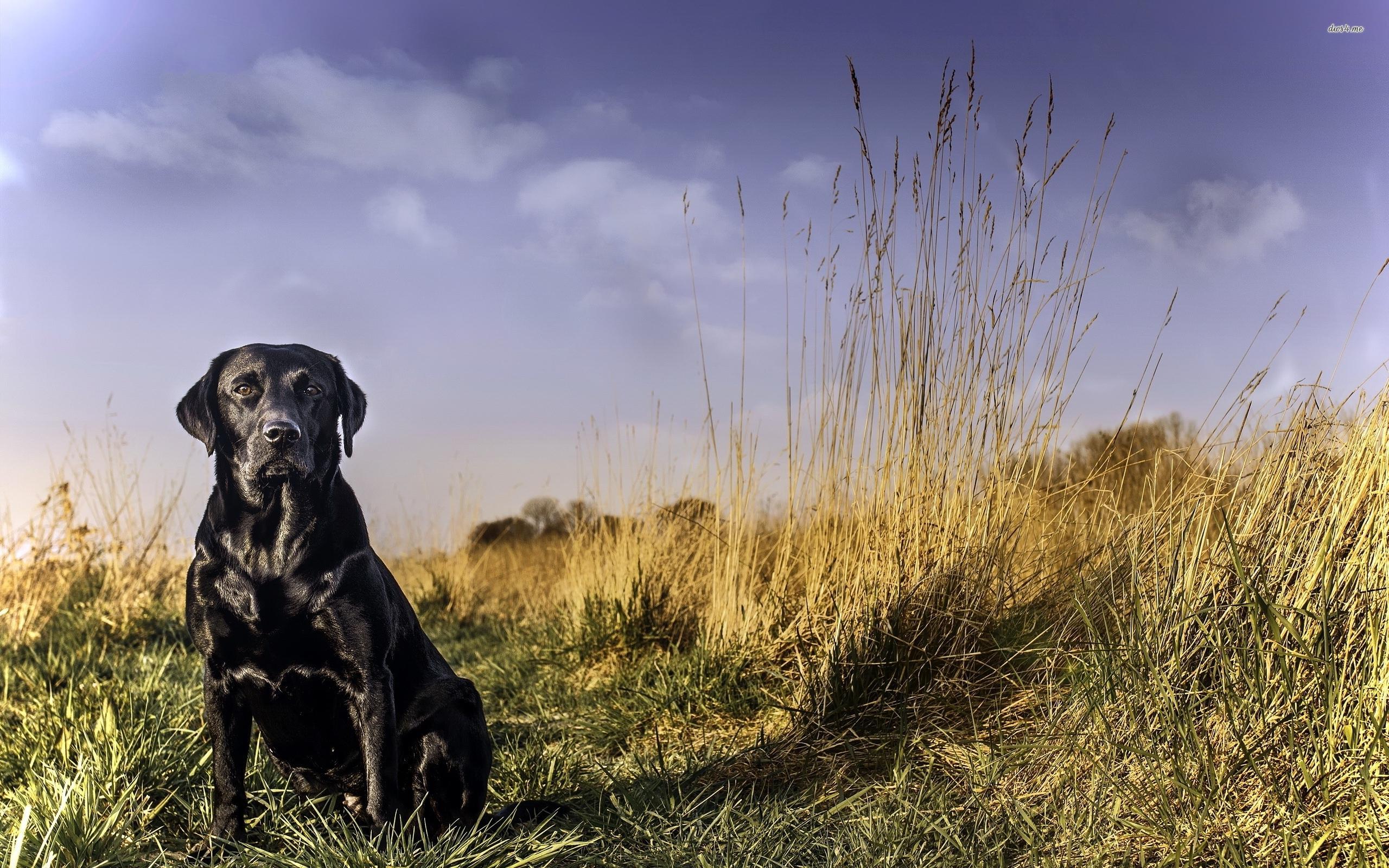 Black Labrador Retriever wallpaper wallpaper