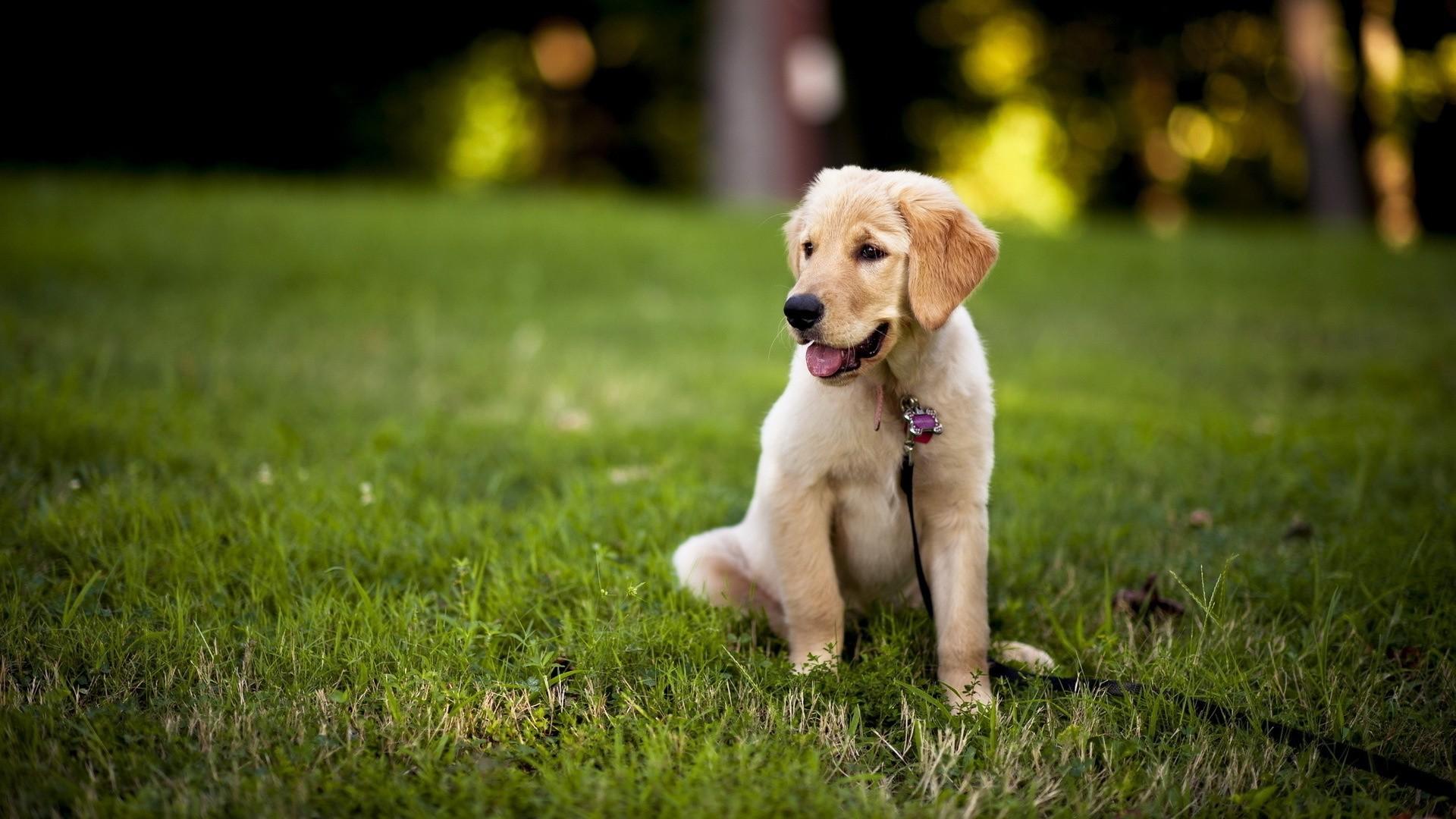 Chocolate Lab Wallpaper