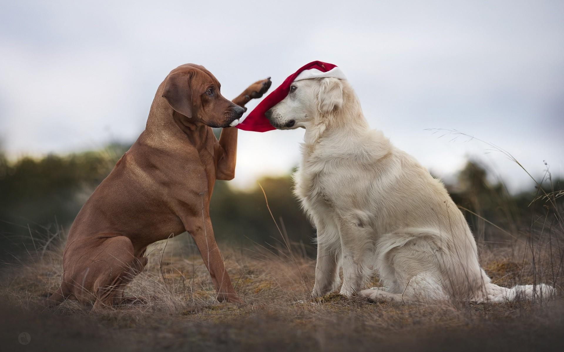 animals, Dog, Santa Hats, Labrador Retriever Wallpaper HD / Desktop