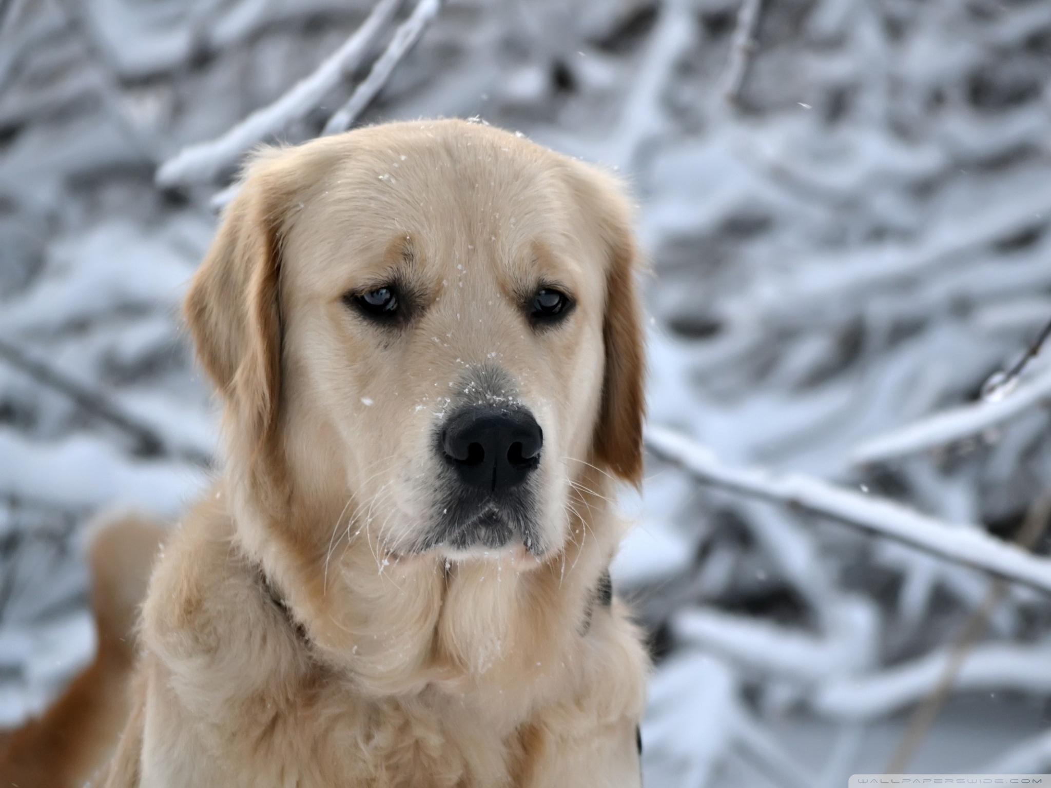 Labrador Retriever, Winter ❤ 4K HD Desktop Wallpaper for 4K Ultra