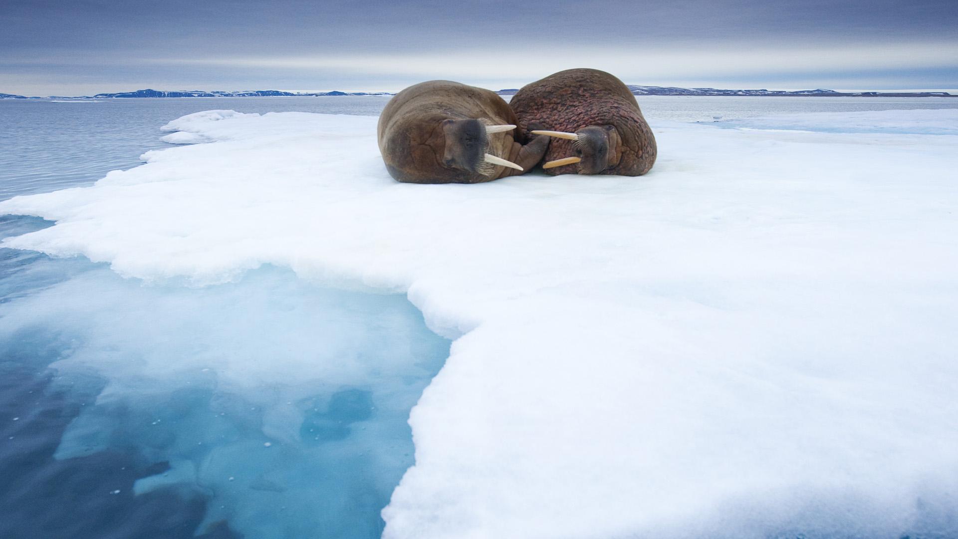 Sleeping Walruses, Svalbard, Norway HD Wallpaper. Background Image