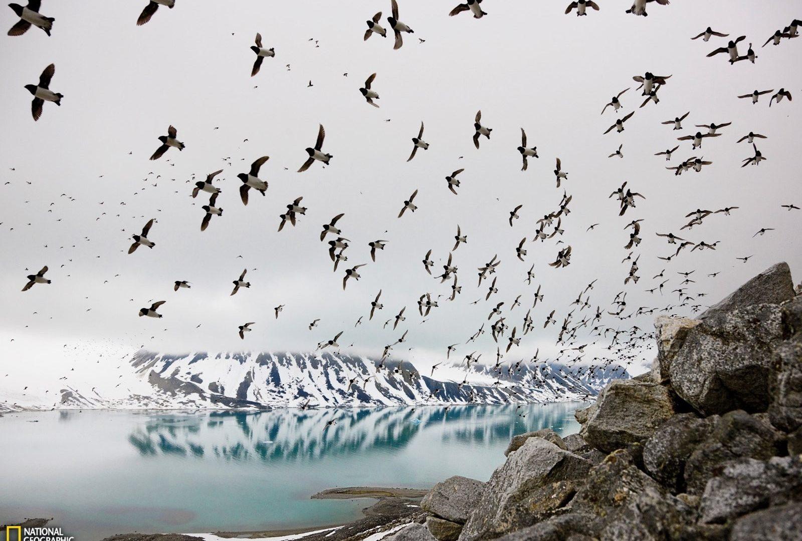 Svalbard Tag wallpaper: Svalbard Dovekies Grey Wallpaper Birds