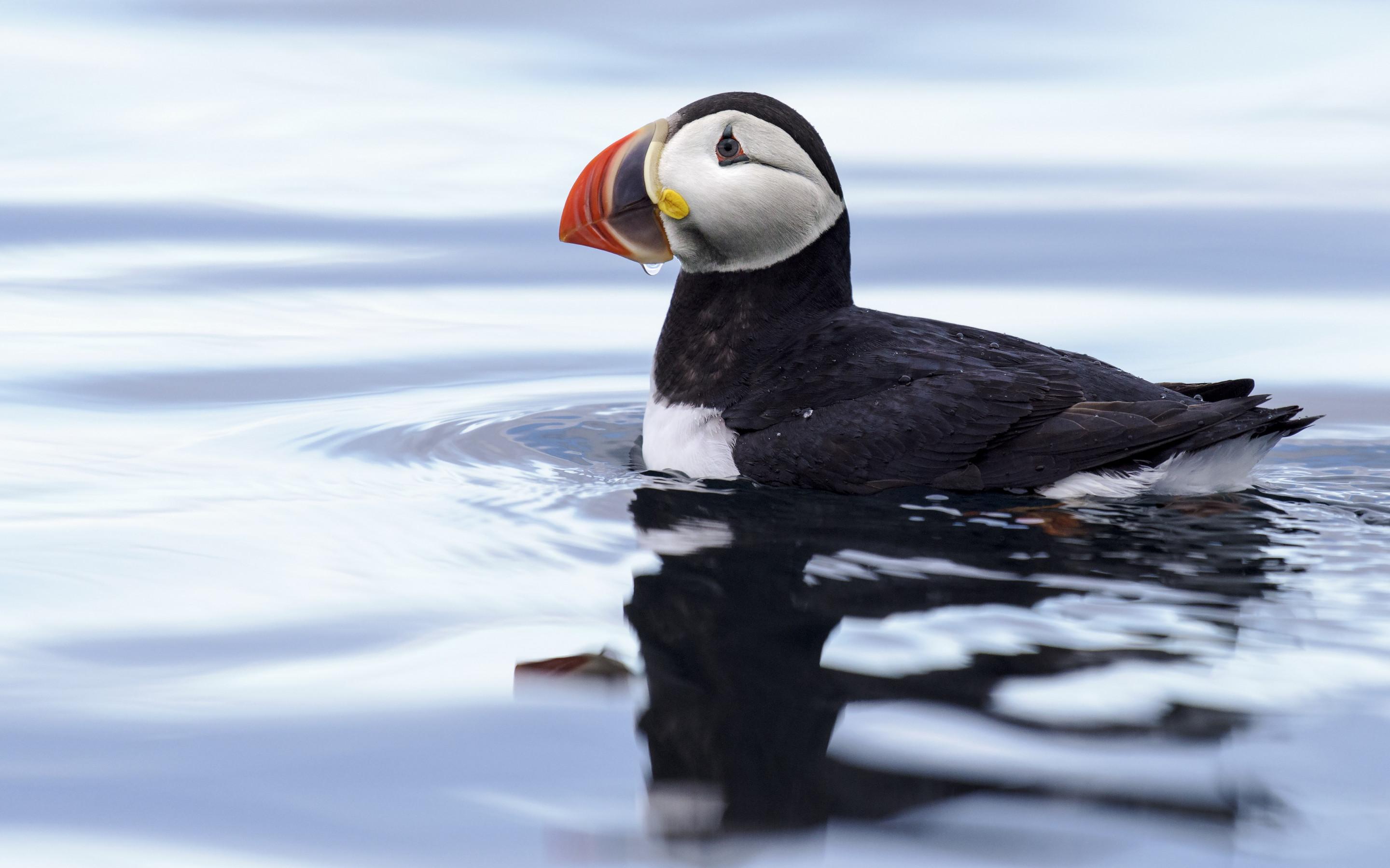 Download wallpaper: Puffin in Svalbard 2880x1800