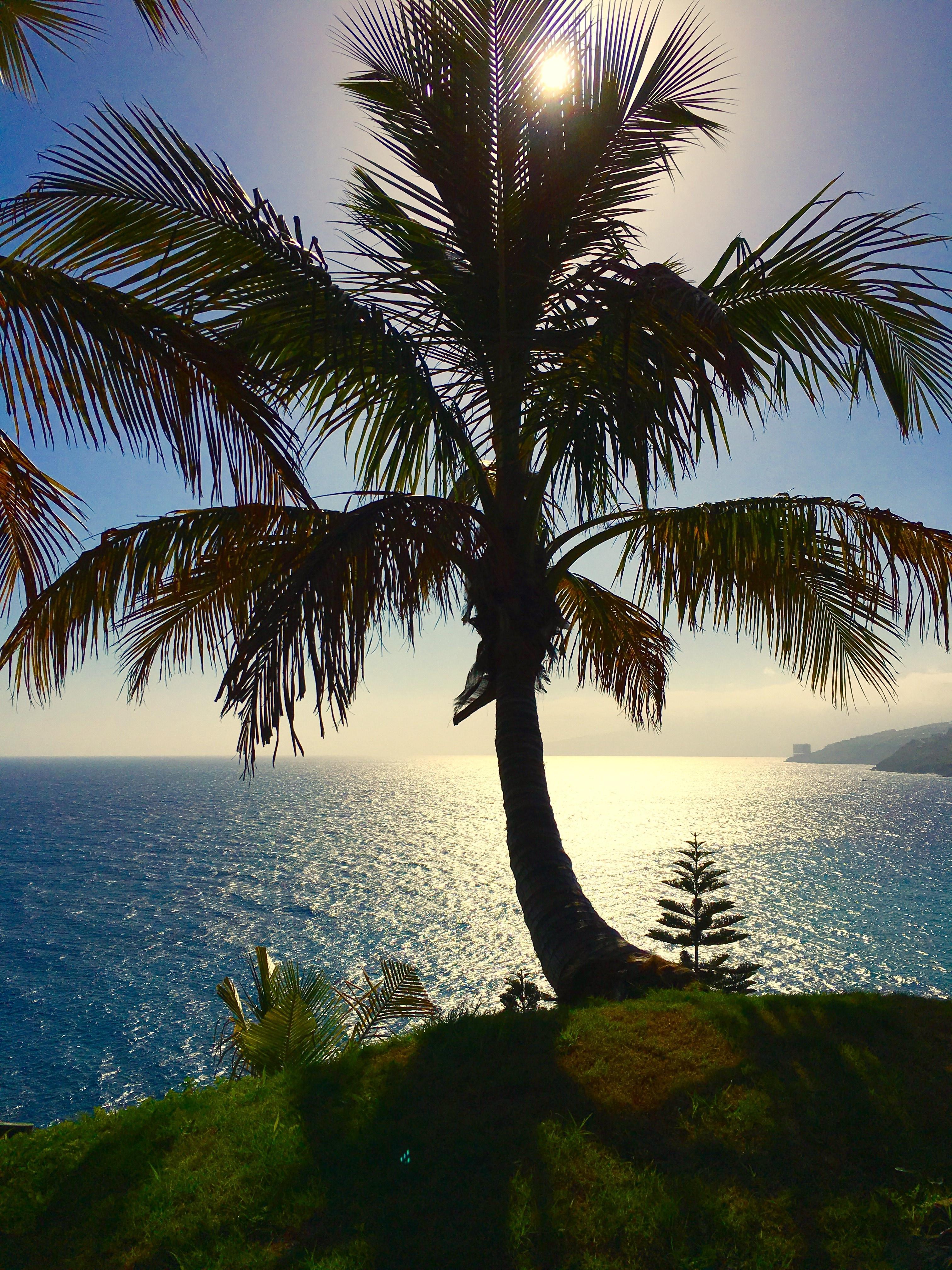 Nature, Tenerife, Palm, Canary Islands, palm tree, sea free image