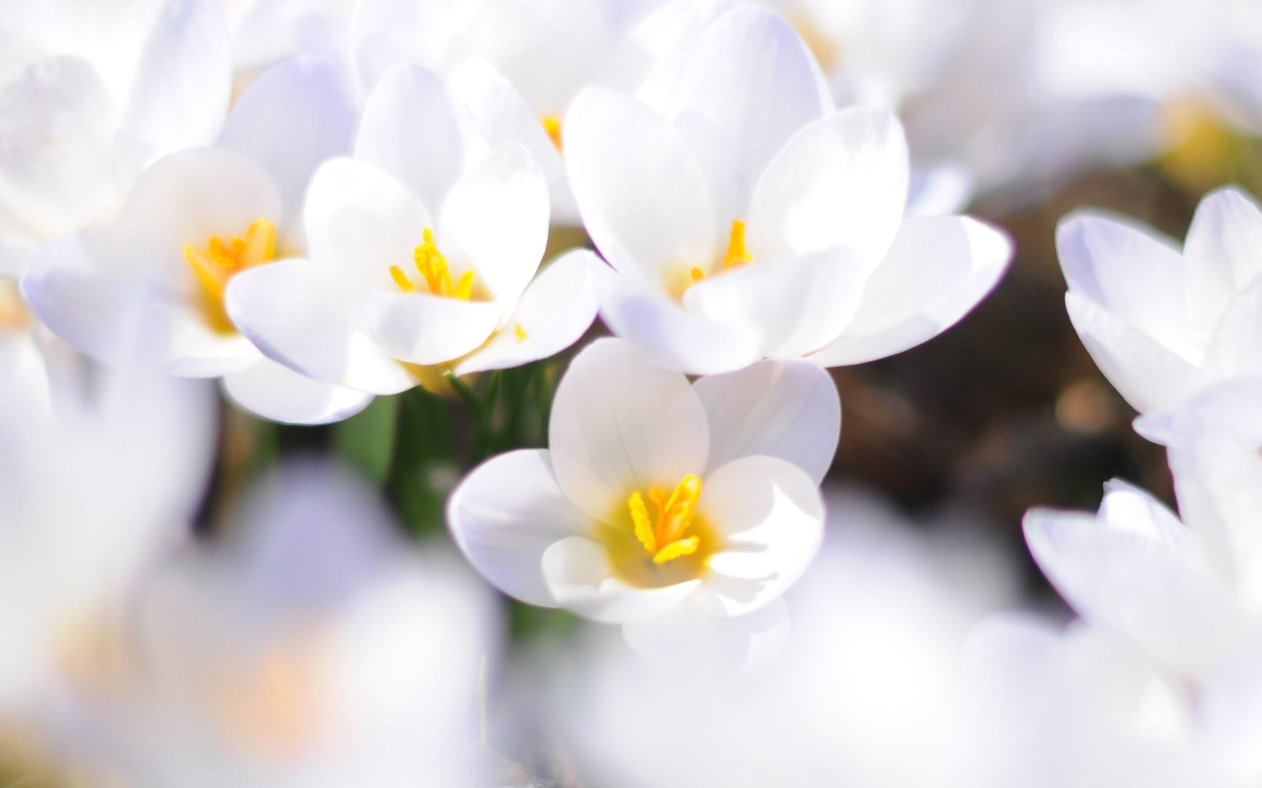 White Flowers Wallpapers - Wallpaper Cave