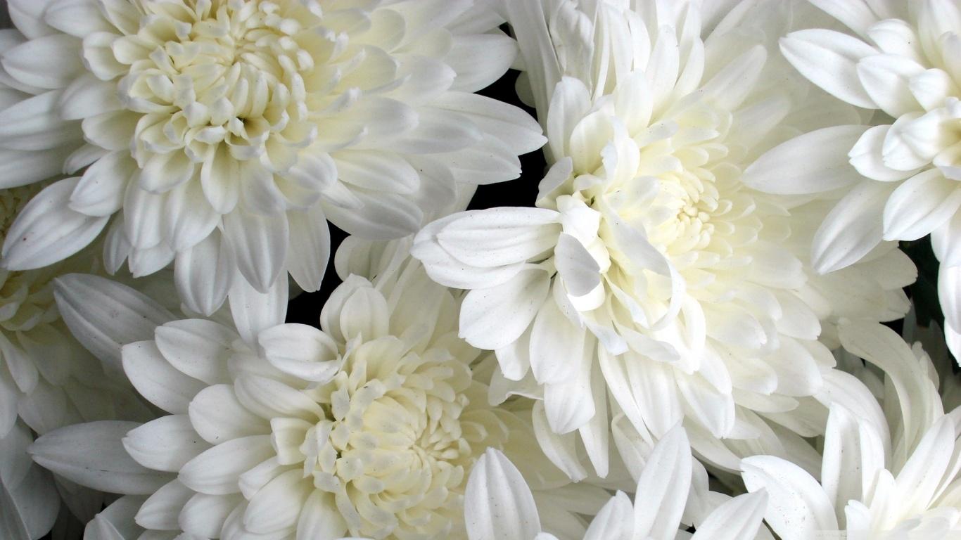 White Flowers ❤ 4K HD Desktop Wallpaper for 4K Ultra HD TV