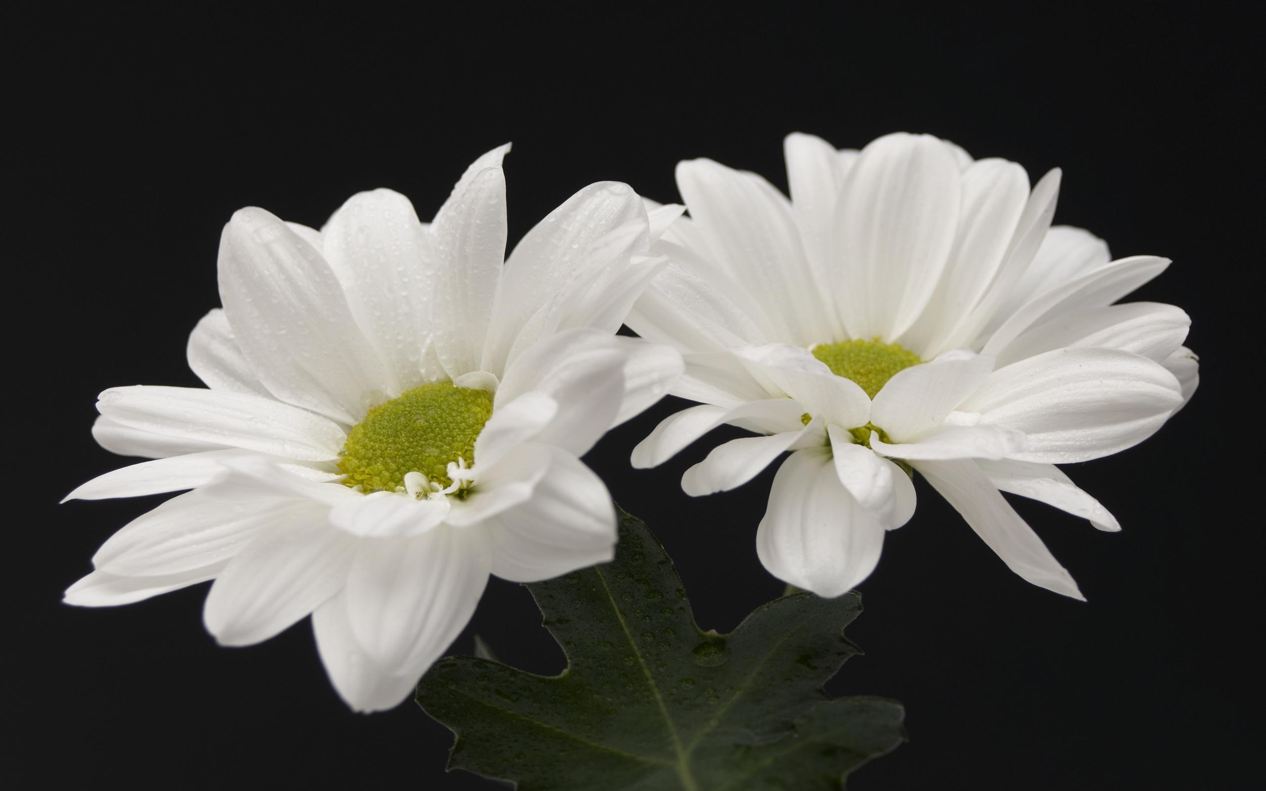 Two white flowers wallpaper. Two white flowers