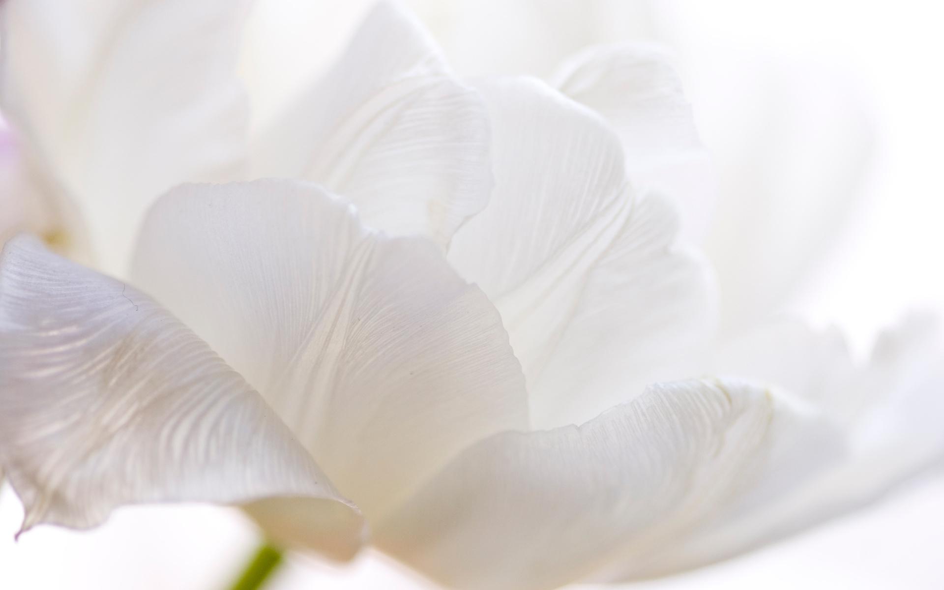 Compartir 98+ imagem flower background white - Thcshoanghoatham-badinh ...