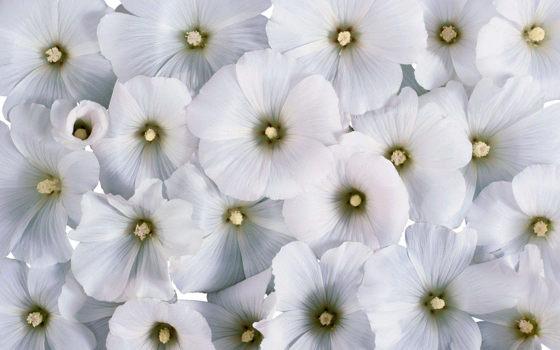 White Flowers Wallpaper