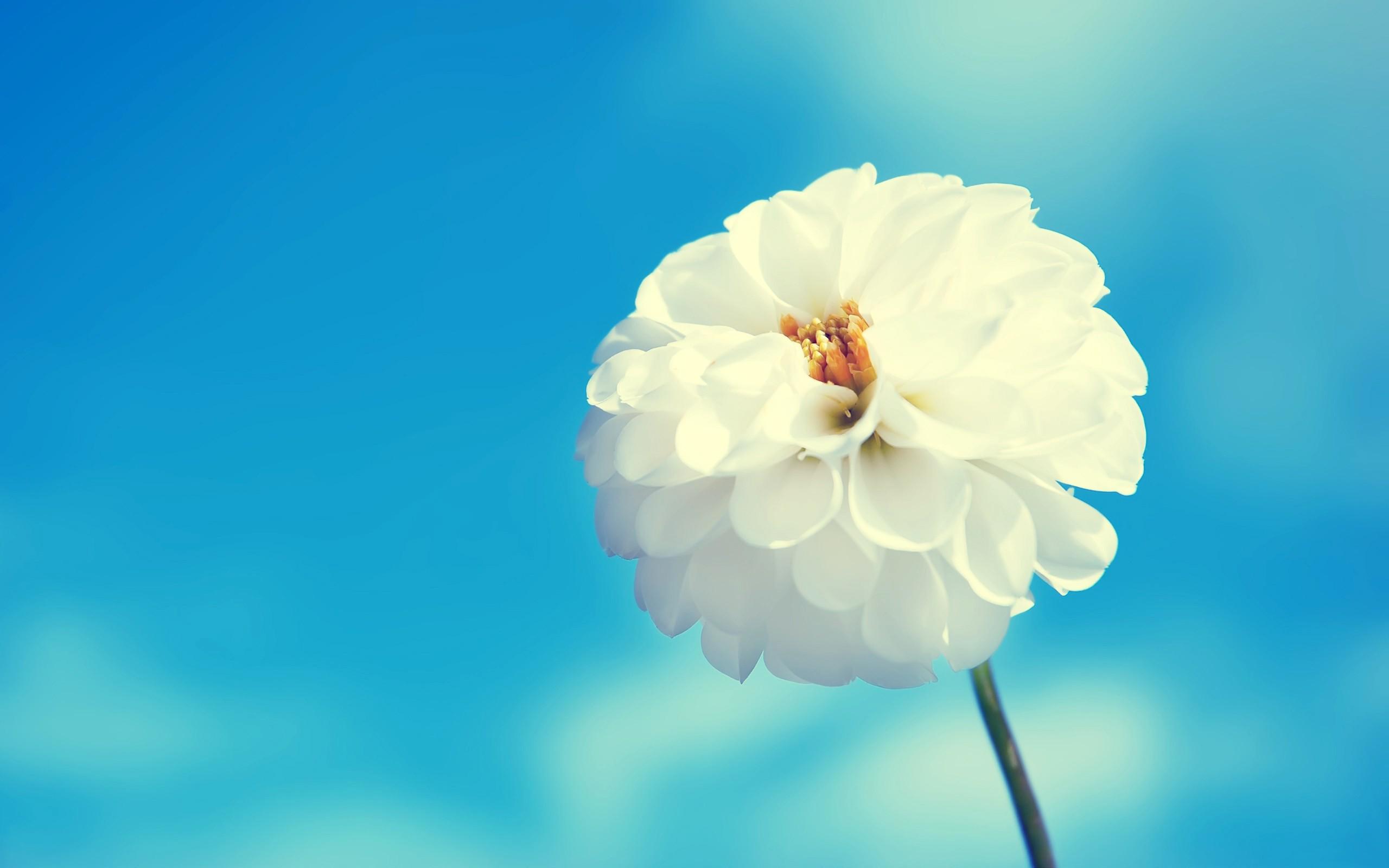 Free HD White Flower Wallpaper Download